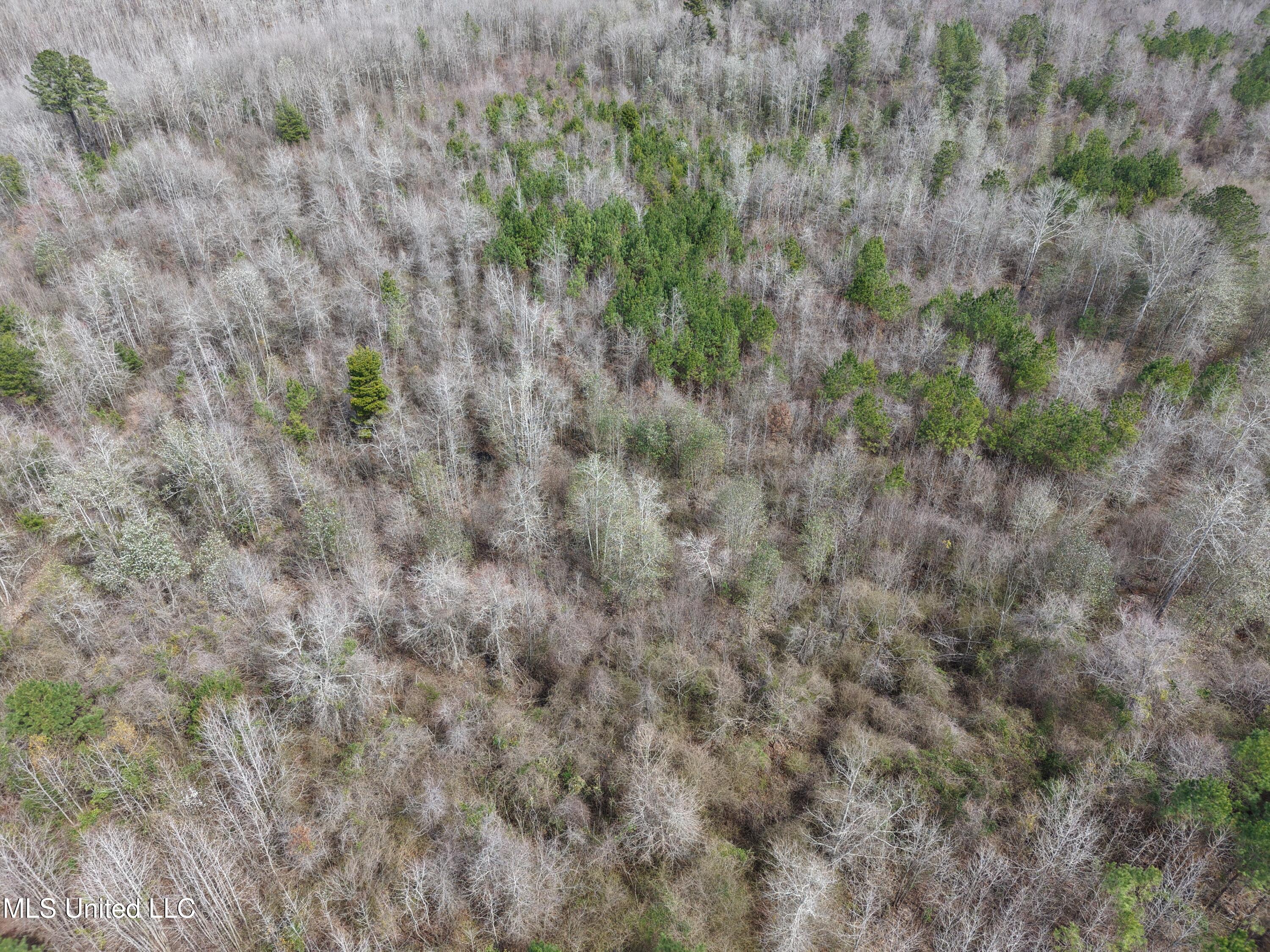 Clyde Evans Rd, Newton, Mississippi image 16