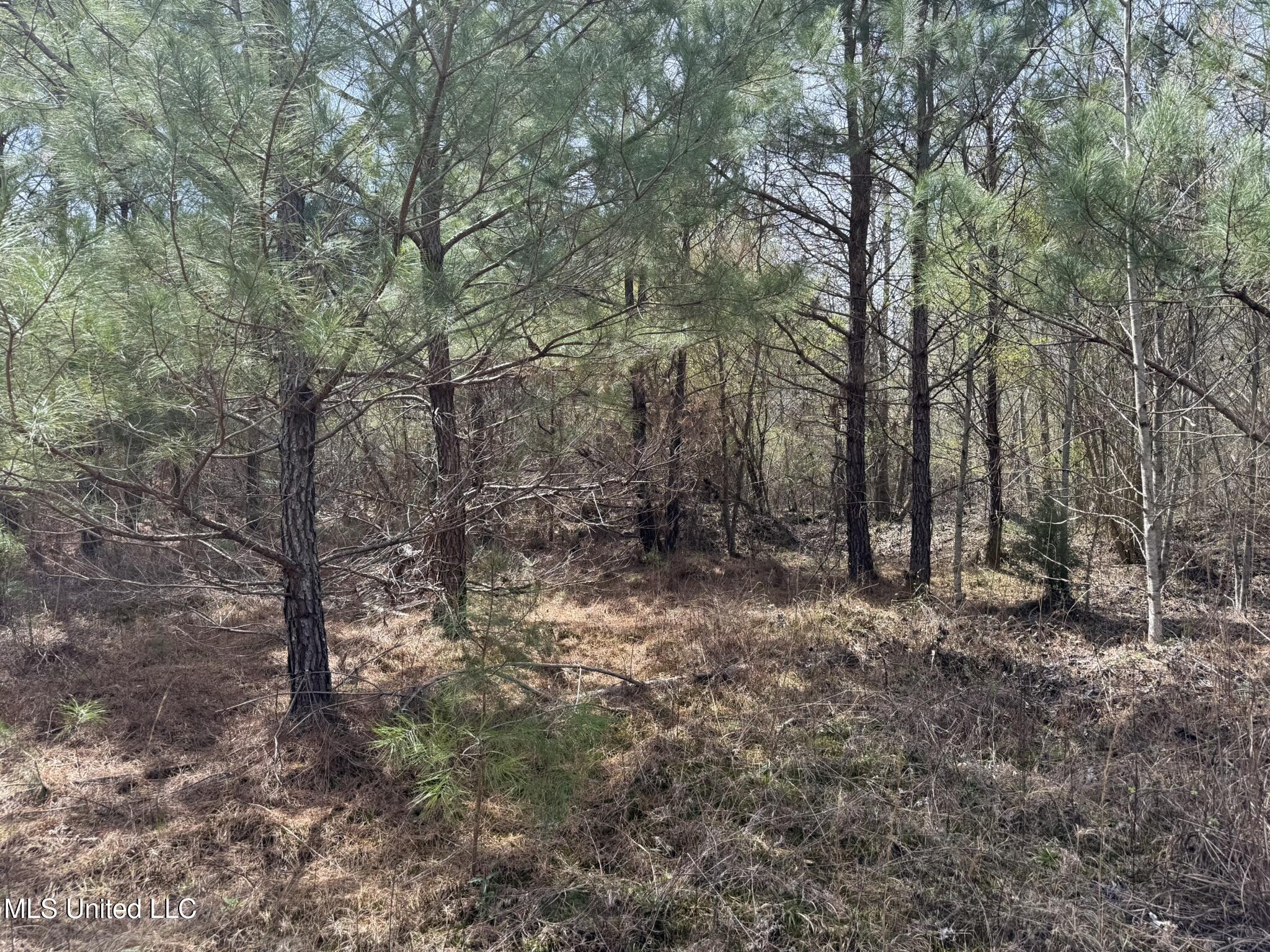 Clyde Evans Rd, Newton, Mississippi image 6