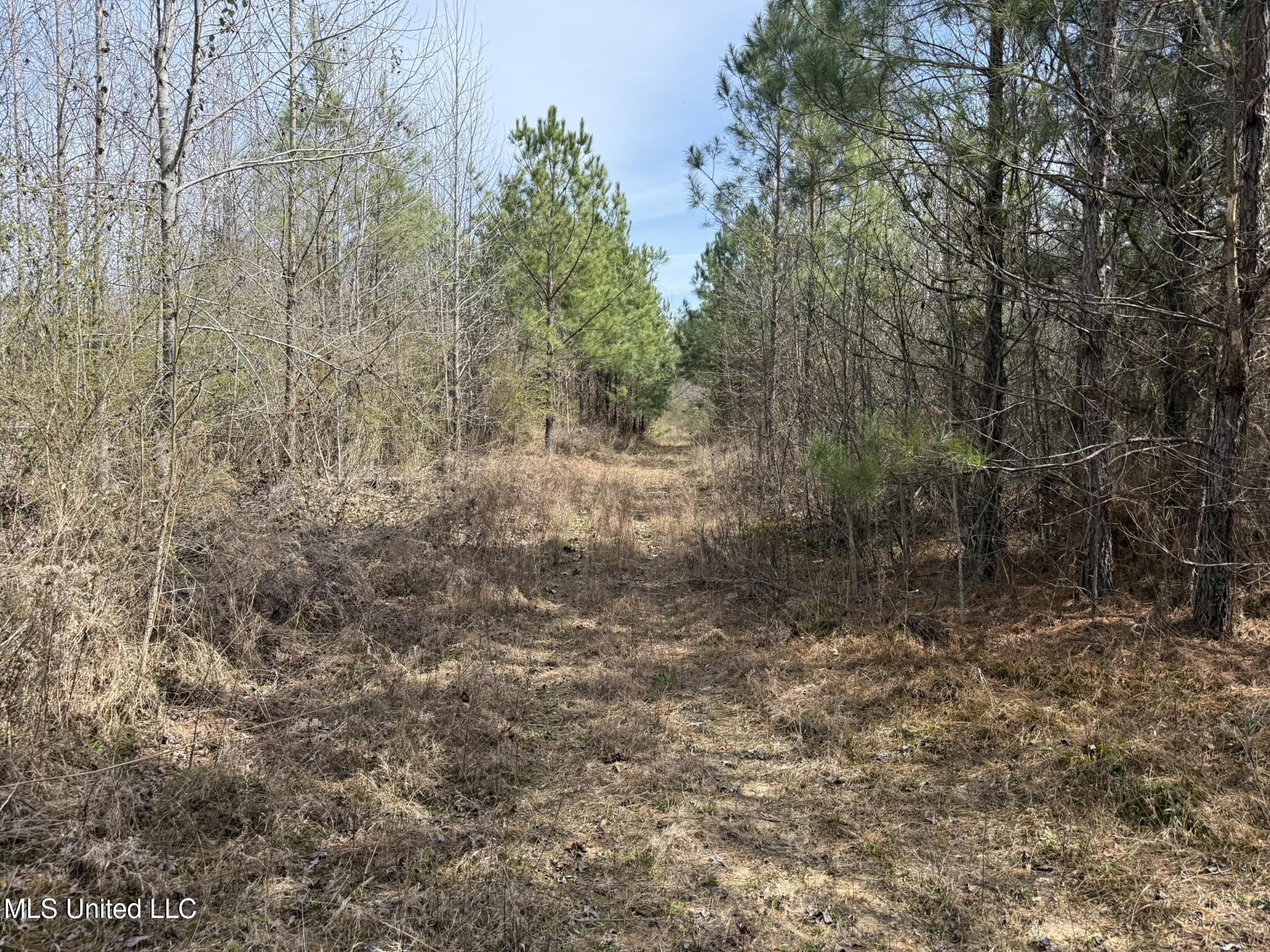 Clyde Evans Rd, Newton, Mississippi image 7