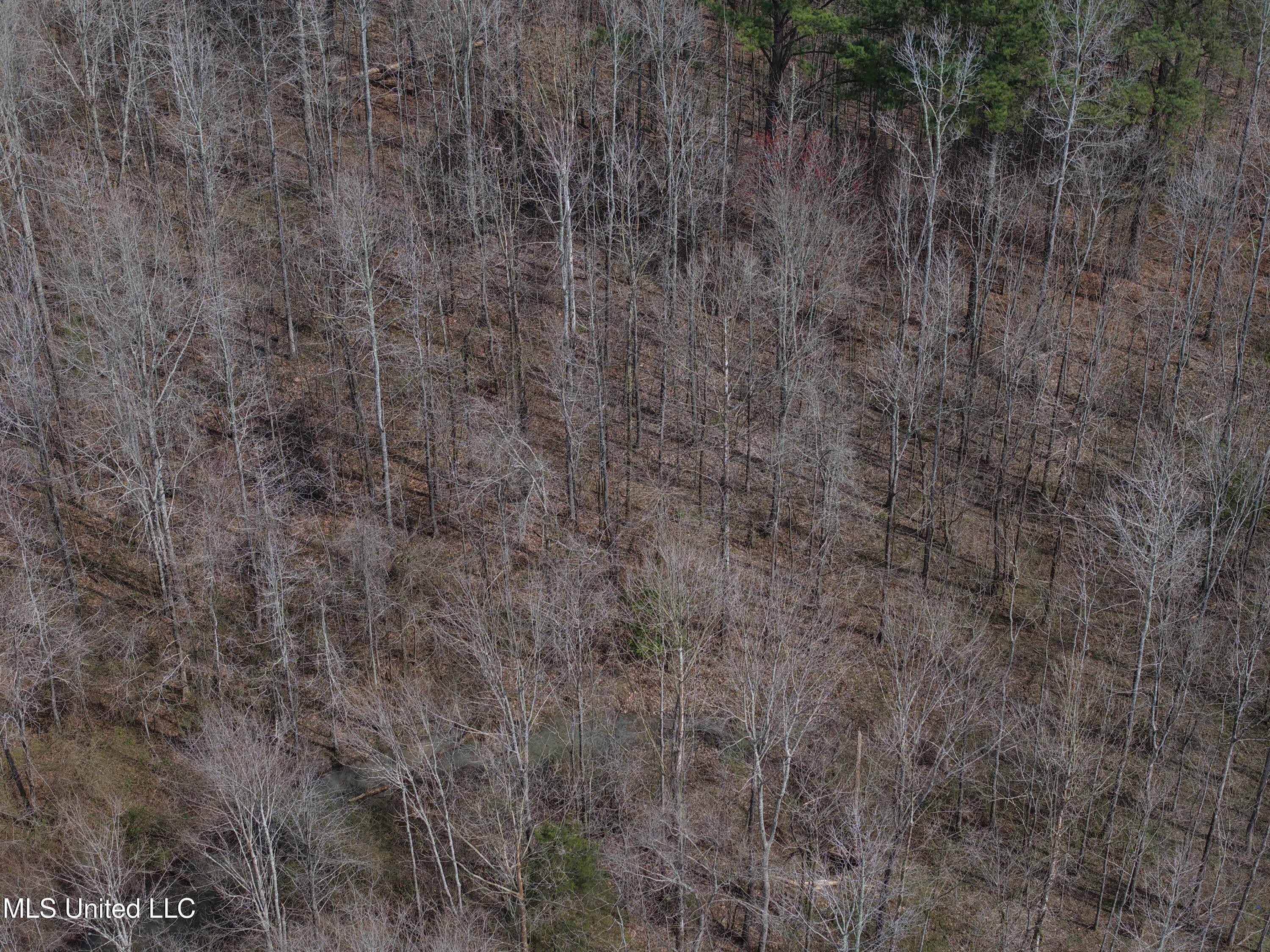 Clyde Evans Rd, Newton, Mississippi image 22