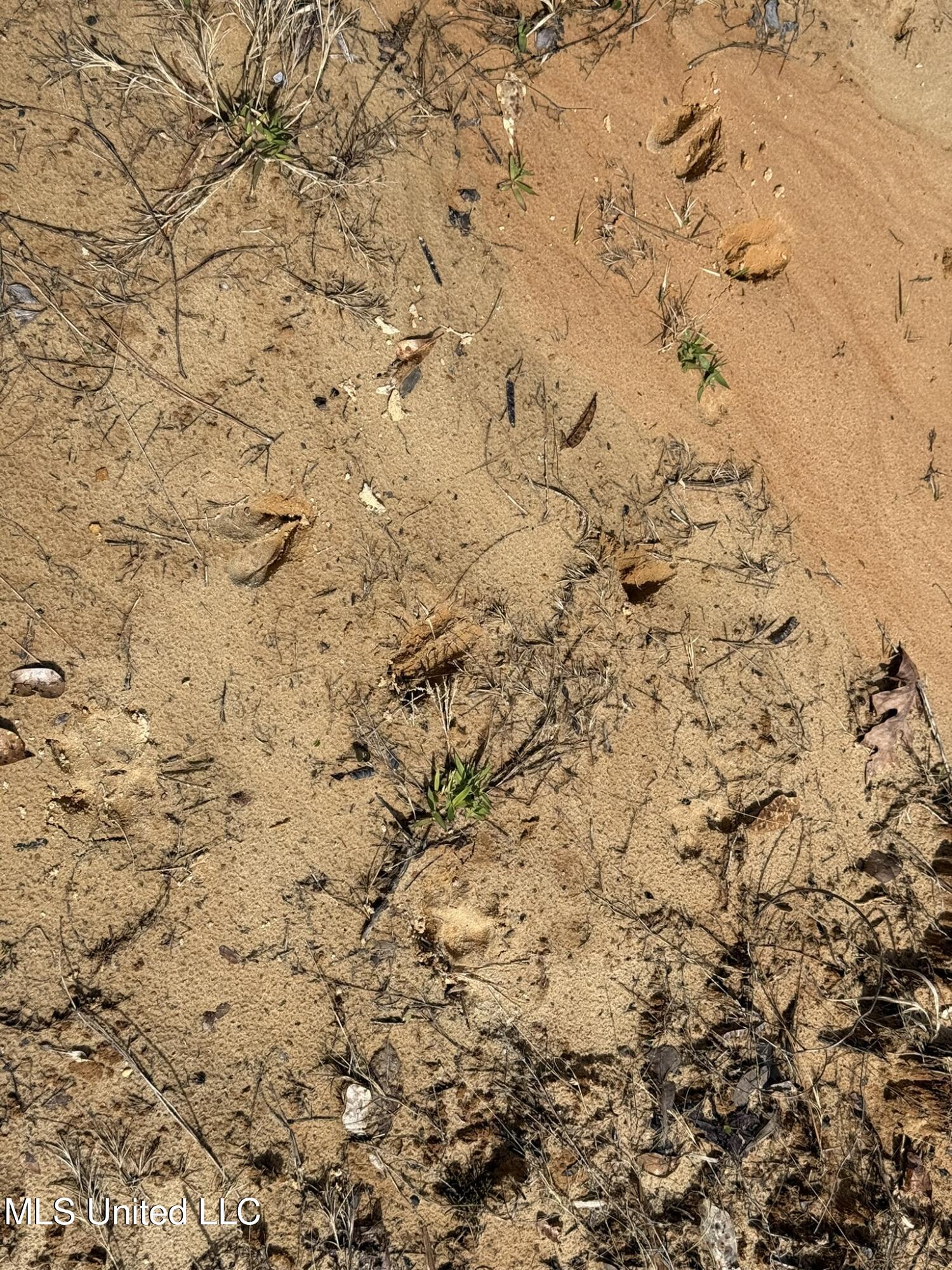 Clyde Evans Rd, Newton, Mississippi image 14