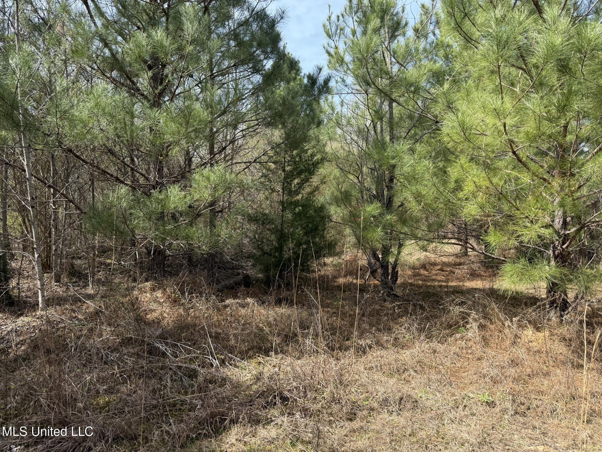 Clyde Evans Rd, Newton, Mississippi image 3