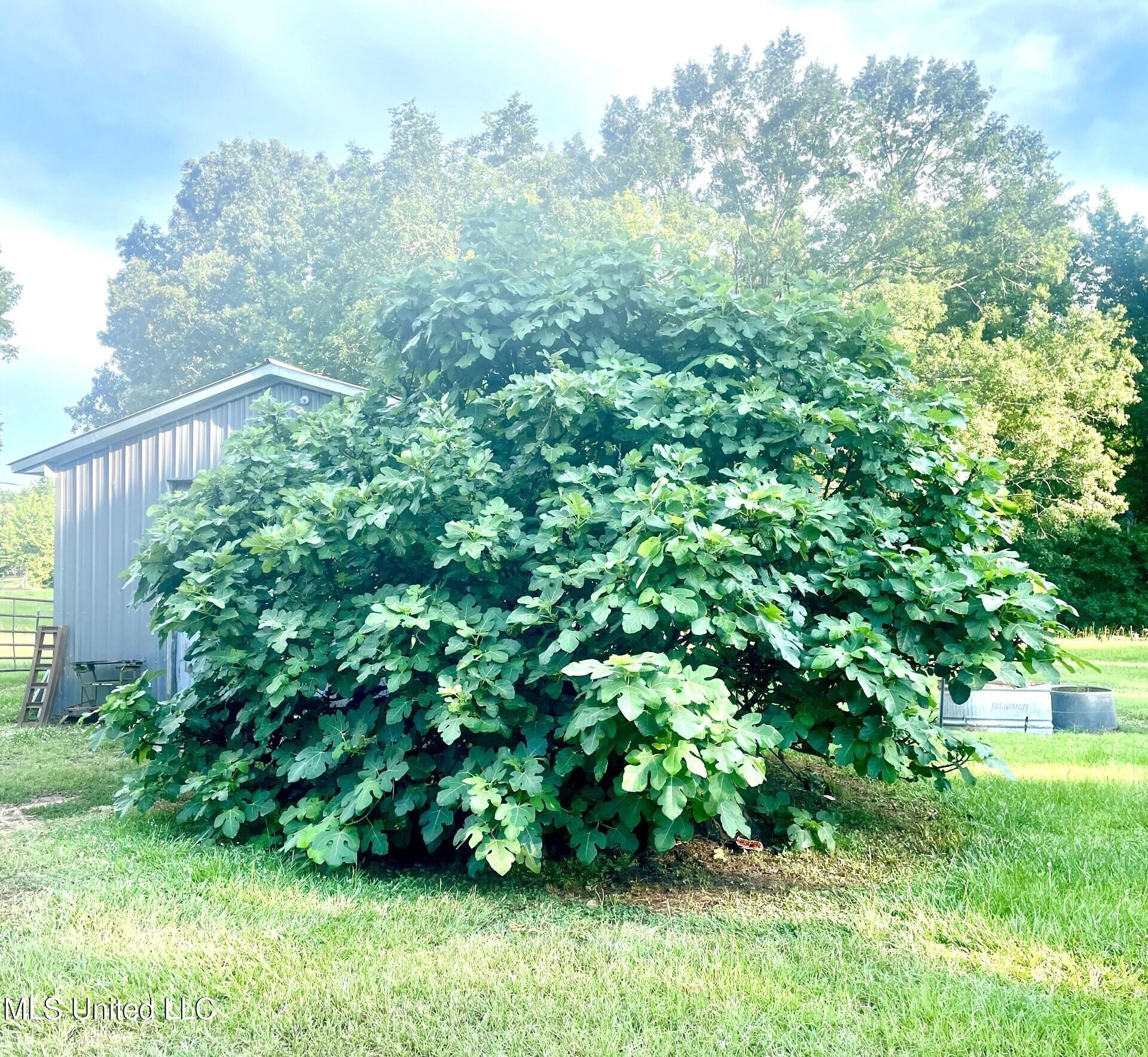 30 Hawkins Road, Natchez, Mississippi image 26