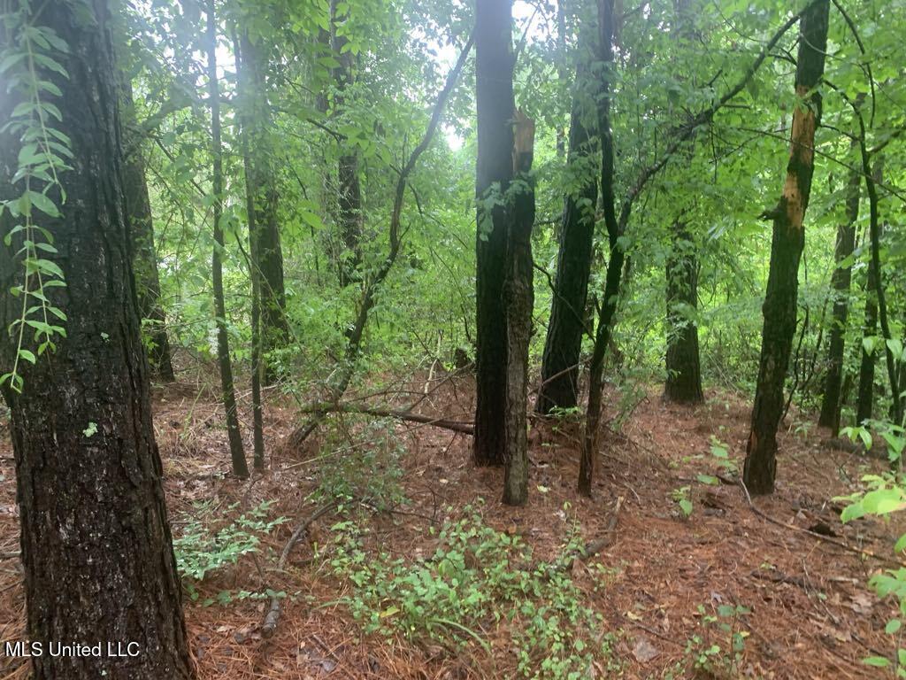 01 Dry Creek Road, Mendenhall, Mississippi image 2