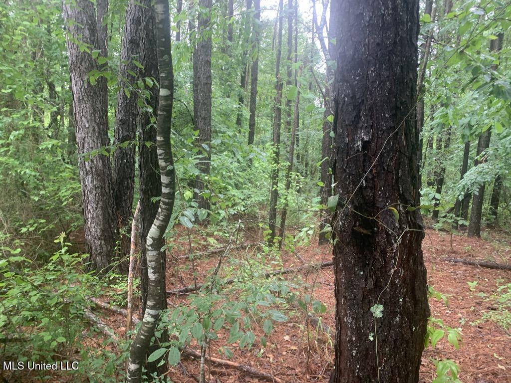 01 Dry Creek Road, Mendenhall, Mississippi image 8