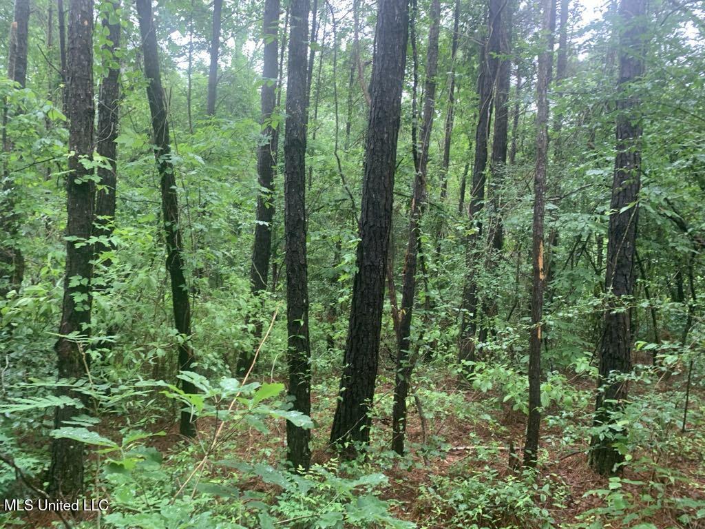 01 Dry Creek Road, Mendenhall, Mississippi image 11