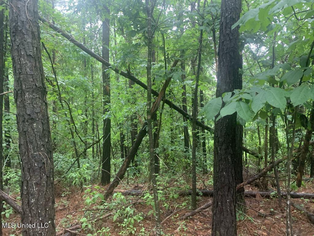 01 Dry Creek Road, Mendenhall, Mississippi image 3