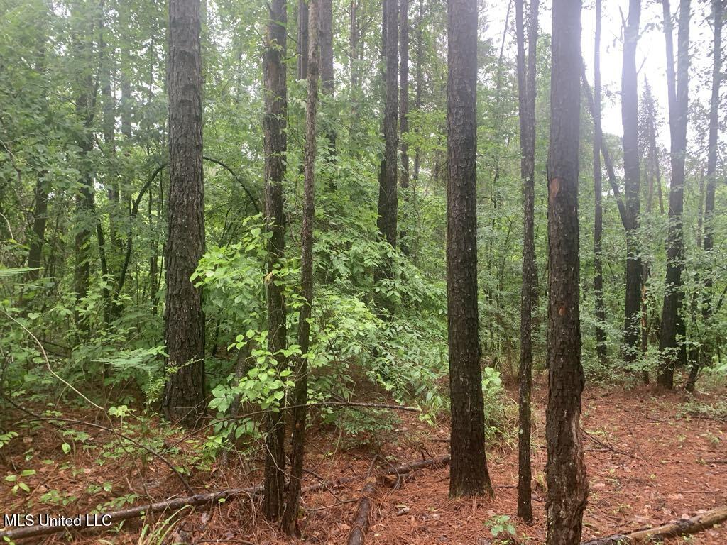01 Dry Creek Road, Mendenhall, Mississippi image 6