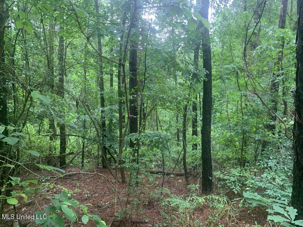01 Dry Creek Road, Mendenhall, Mississippi image 4