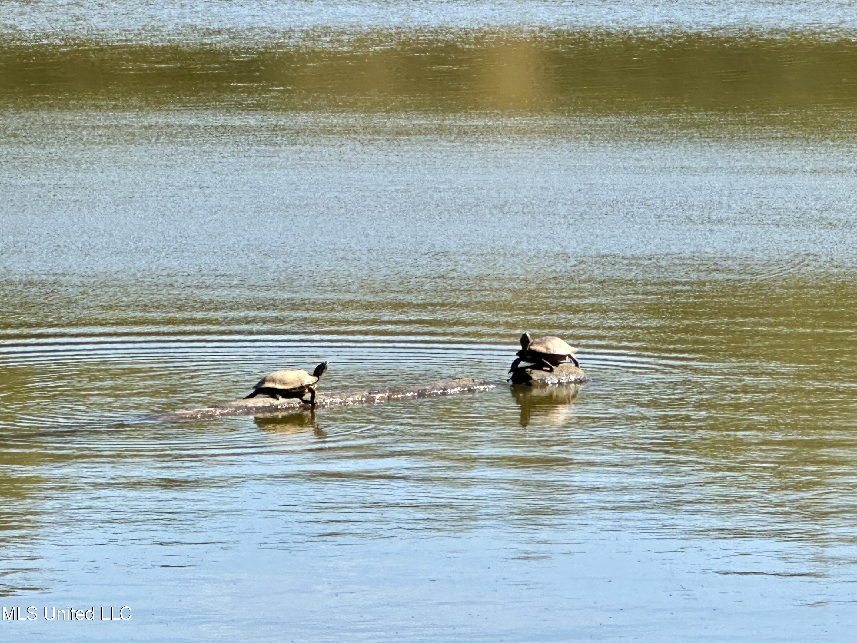 4 Mallard Crossing, Raymond, Mississippi image 49