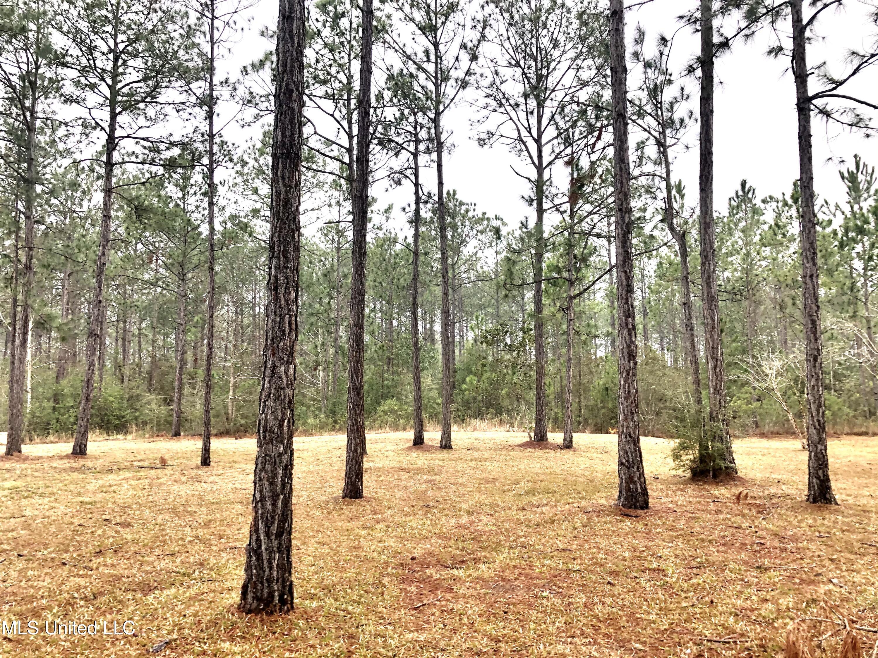 Shell Landing, Gautier, Mississippi image 7