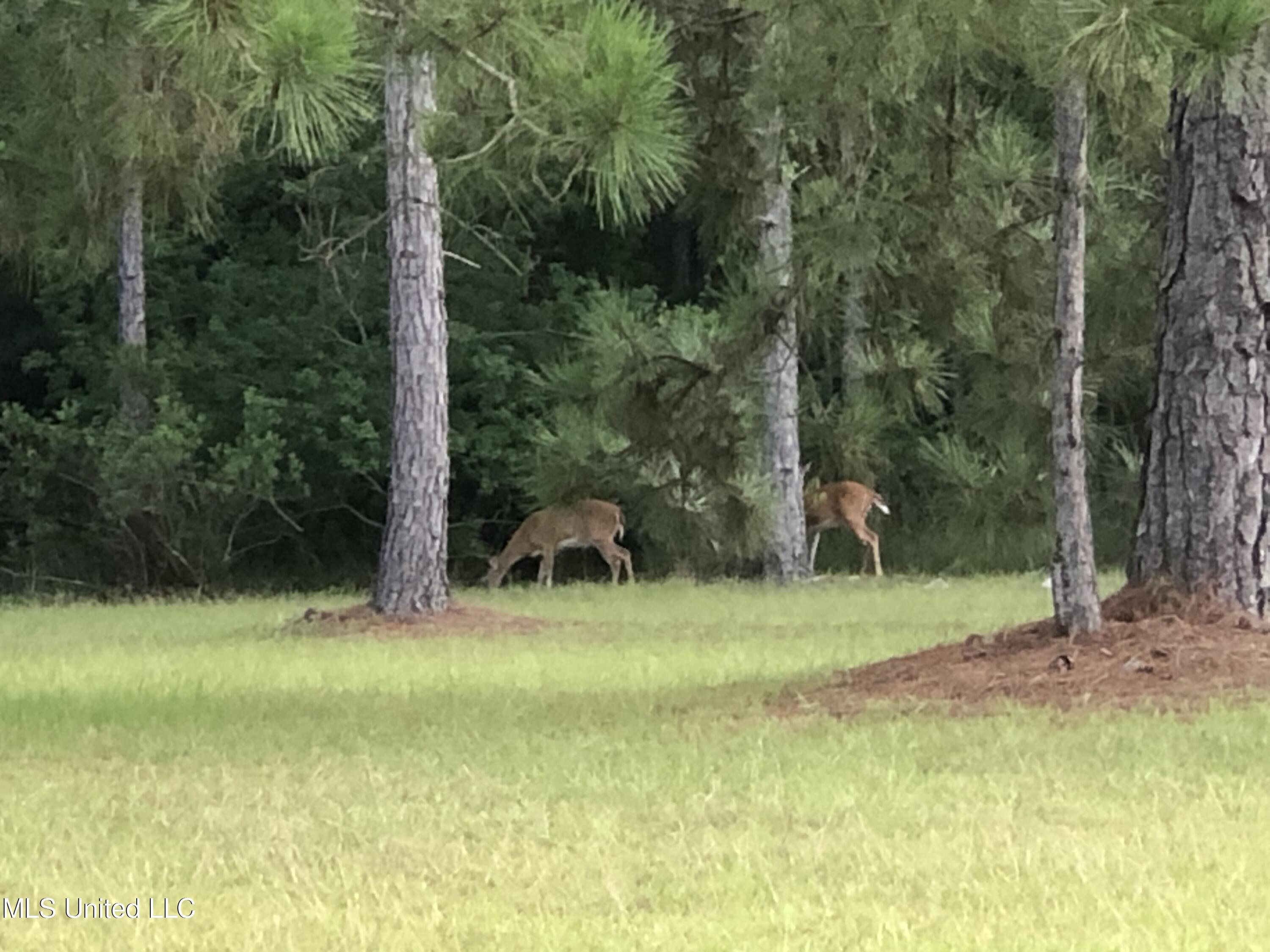 Shell Landing, Gautier, Mississippi image 29