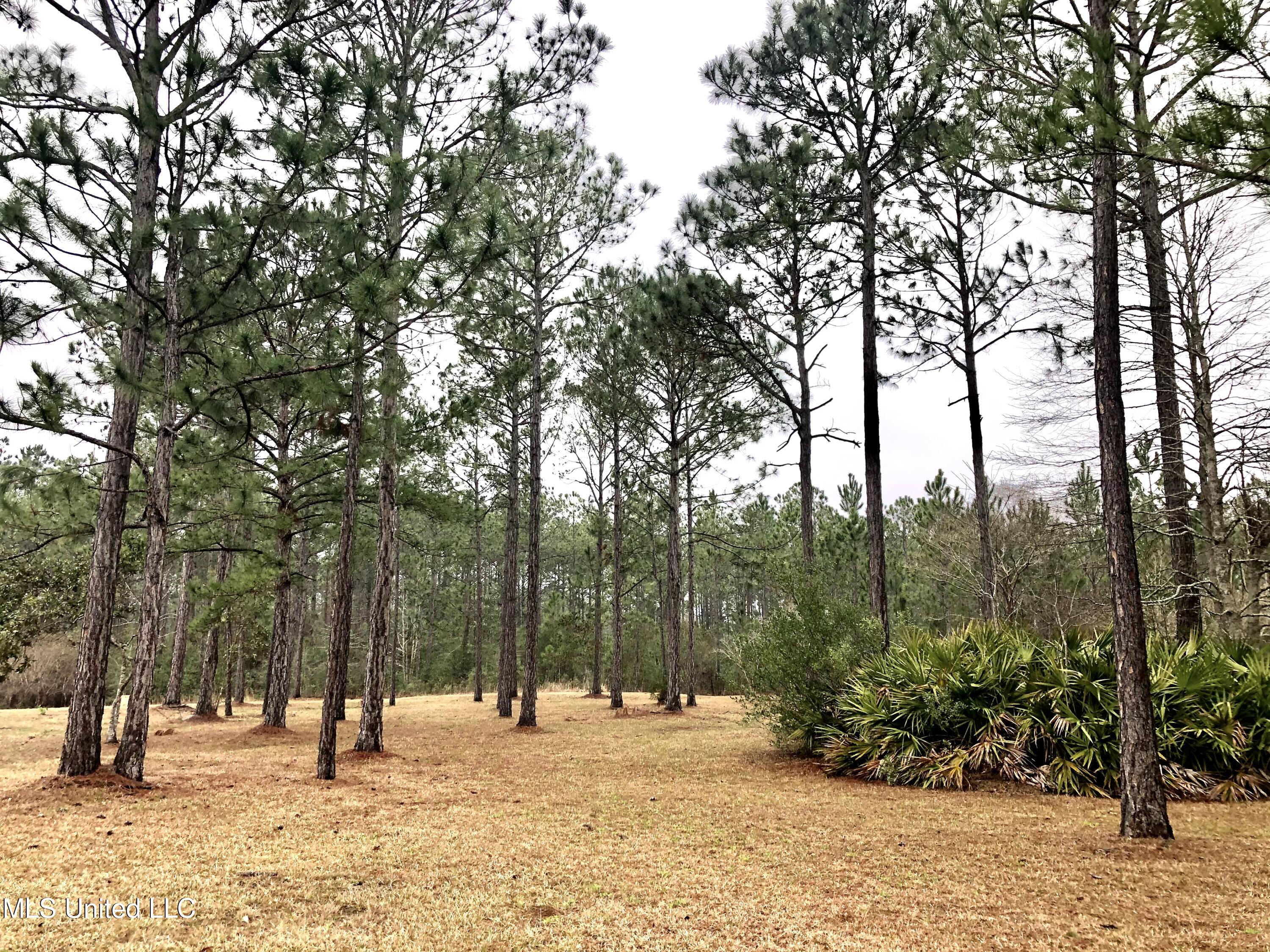 Shell Landing, Gautier, Mississippi image 6