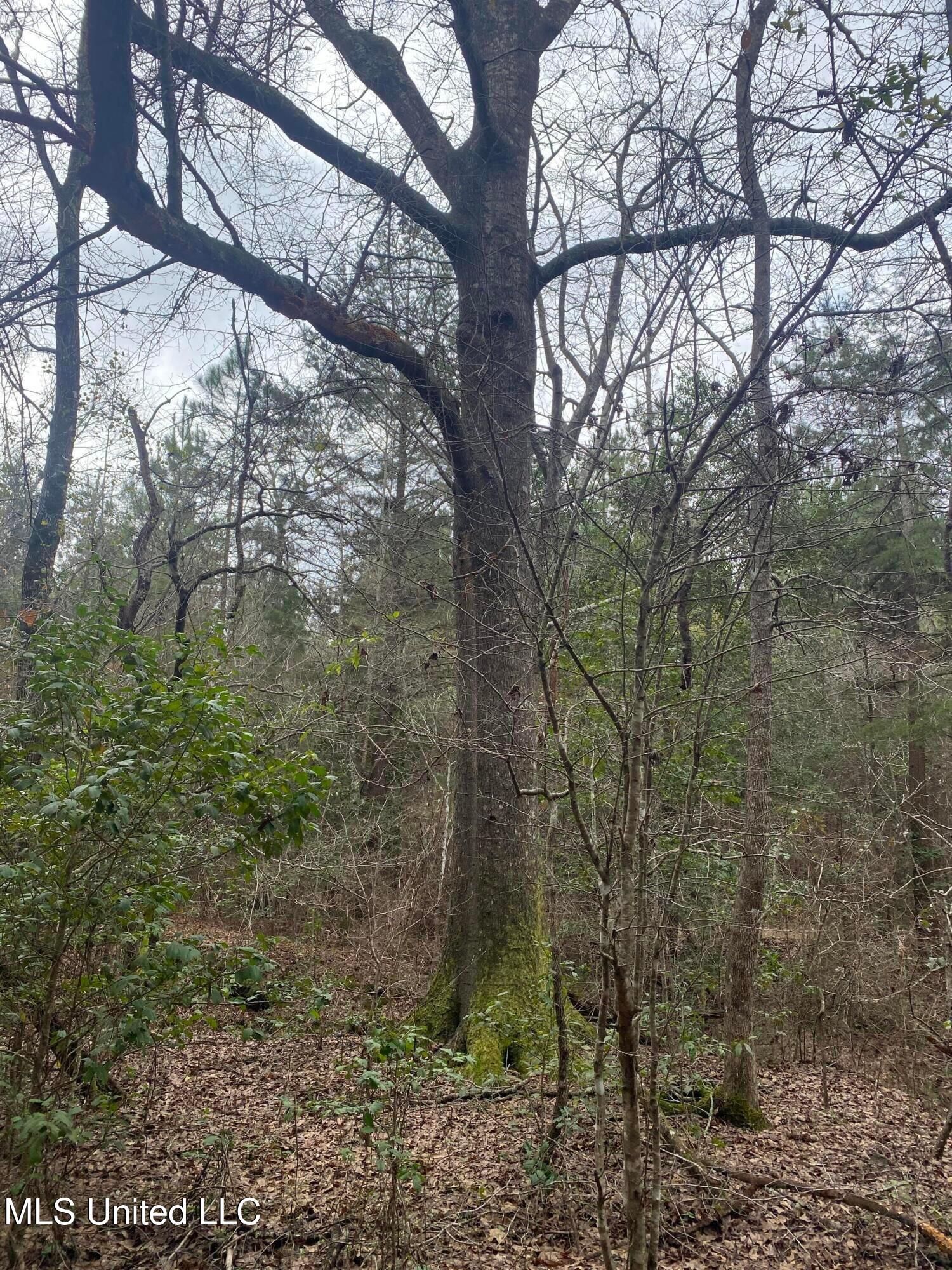 94 Acres Everett Road, Hickory, Mississippi image 25