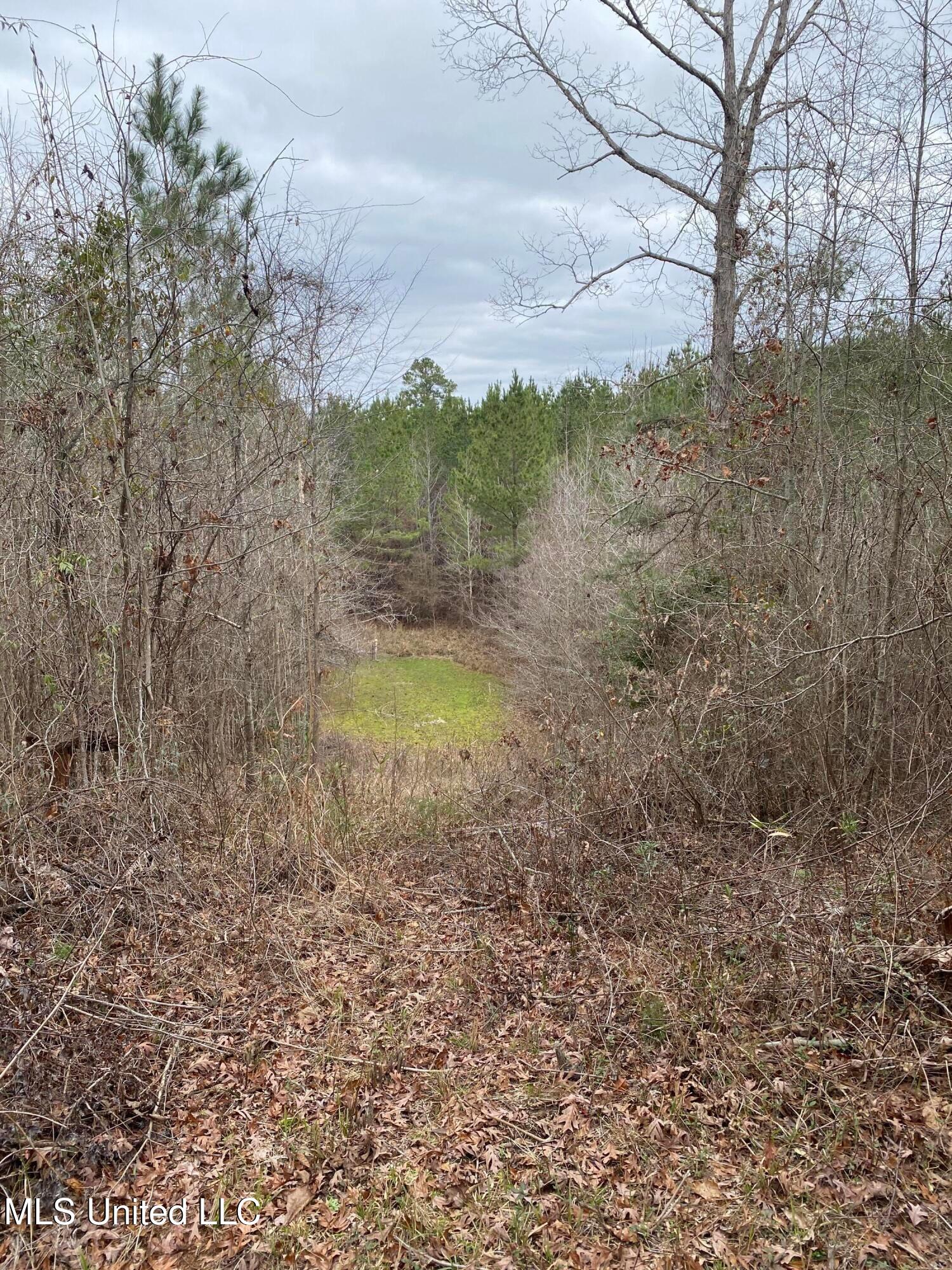 94 Acres Everett Road, Hickory, Mississippi image 14