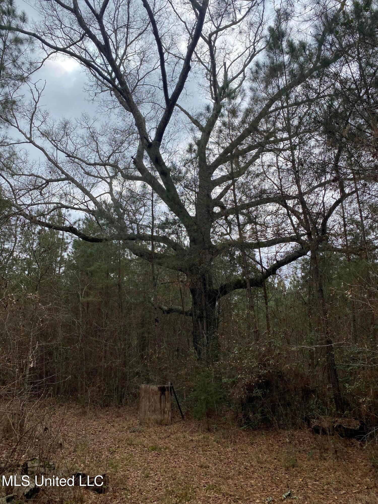 94 Acres Everett Road, Hickory, Mississippi image 21