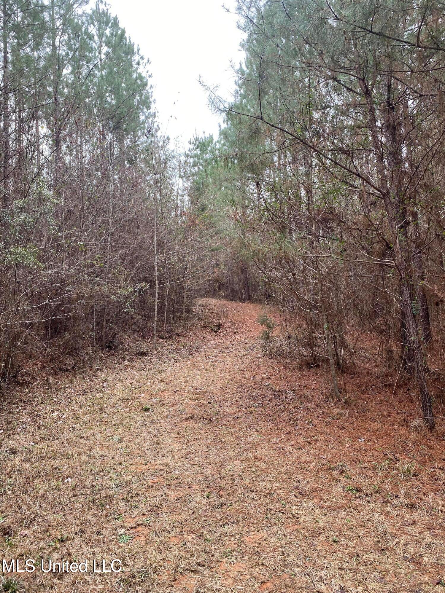 94 Acres Everett Road, Hickory, Mississippi image 15