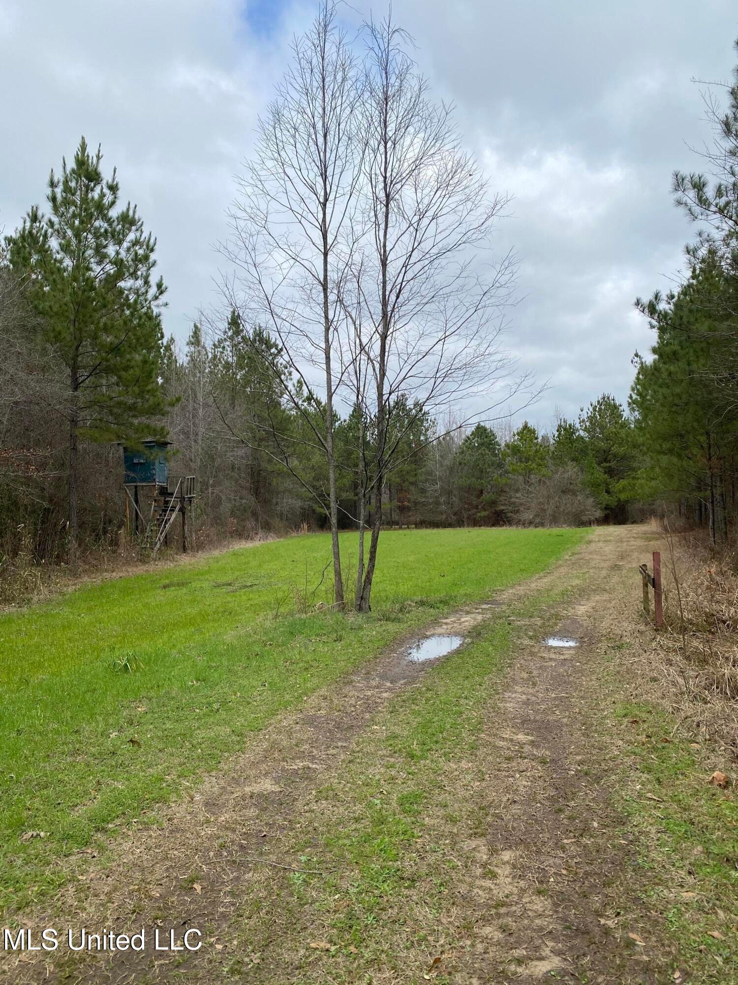 94 Acres Everett Road, Hickory, Mississippi image 9