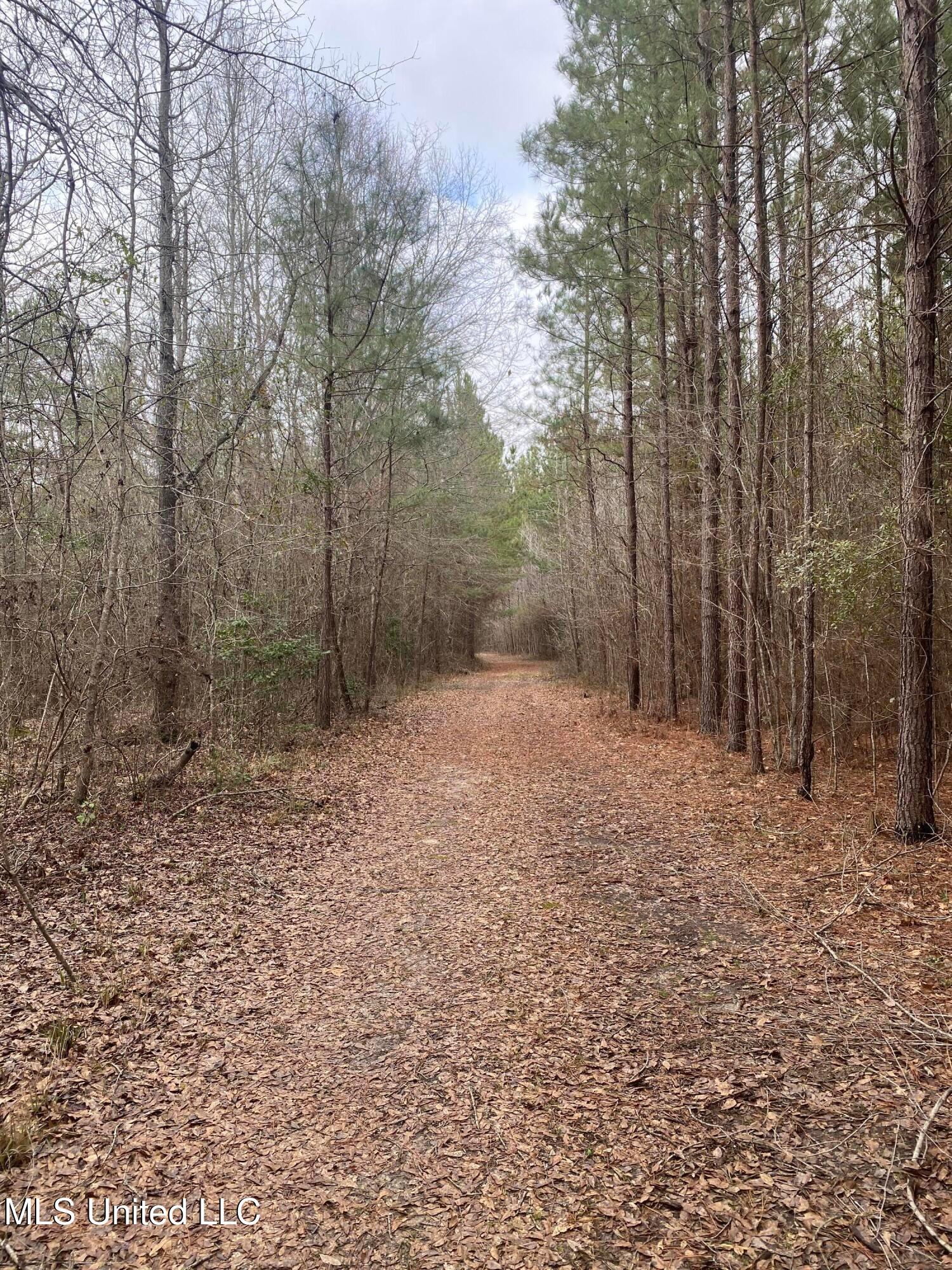 94 Acres Everett Road, Hickory, Mississippi image 26