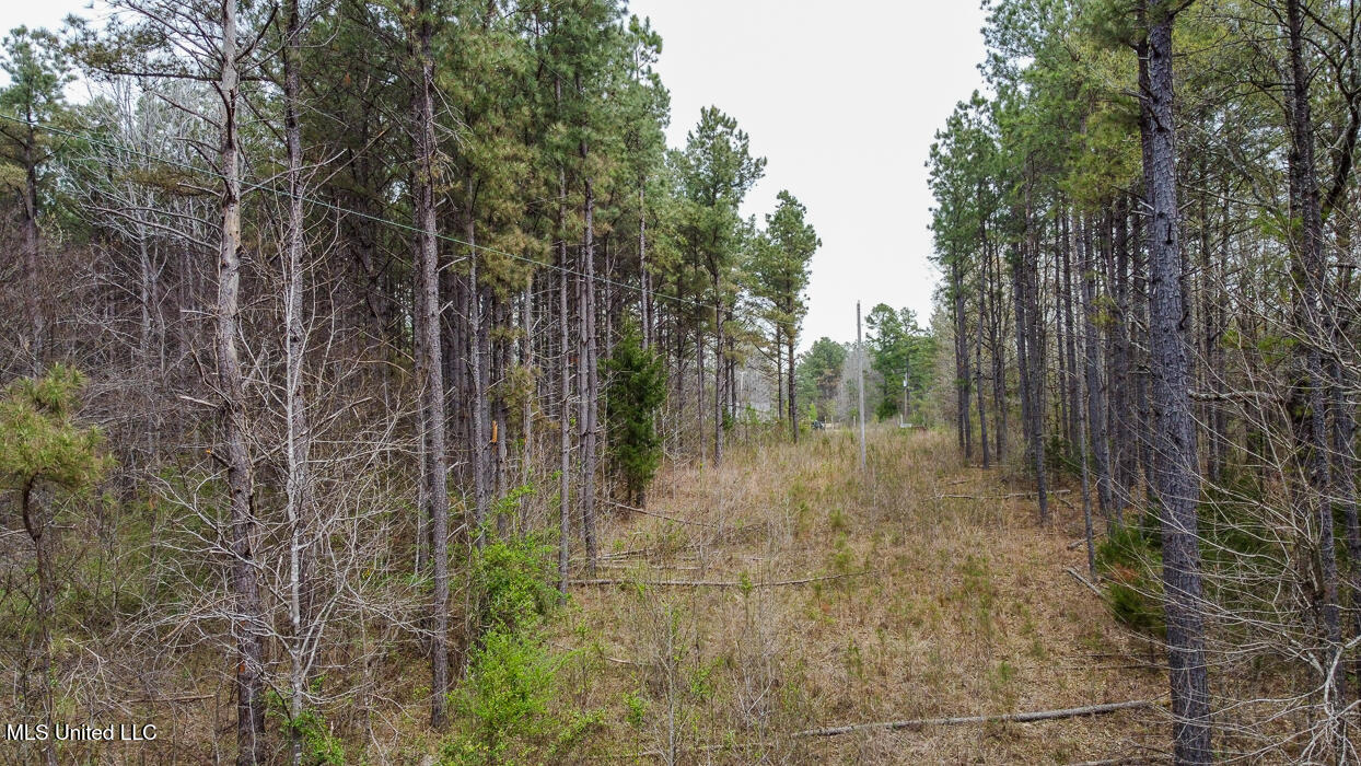 Wilkins Chapel Road, Holly Springs, Mississippi image 8