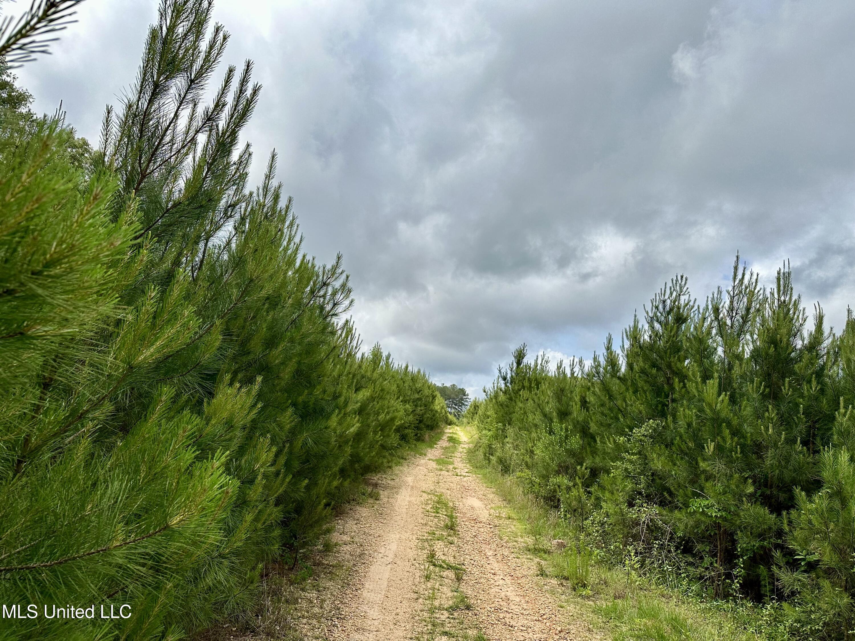 Old Stateline Rd, Tylertown, Mississippi image 17