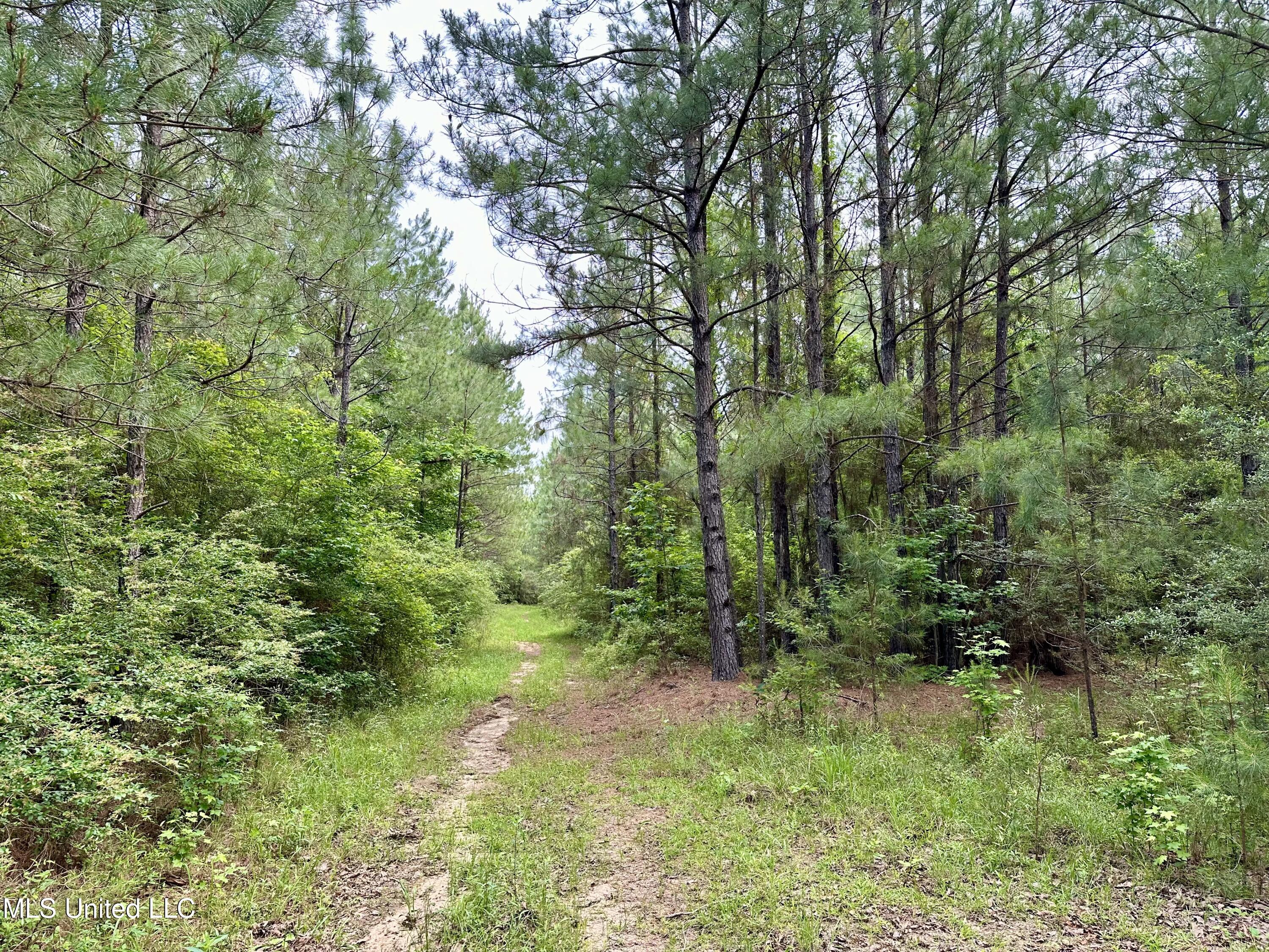 Old Stateline Rd, Tylertown, Mississippi image 11