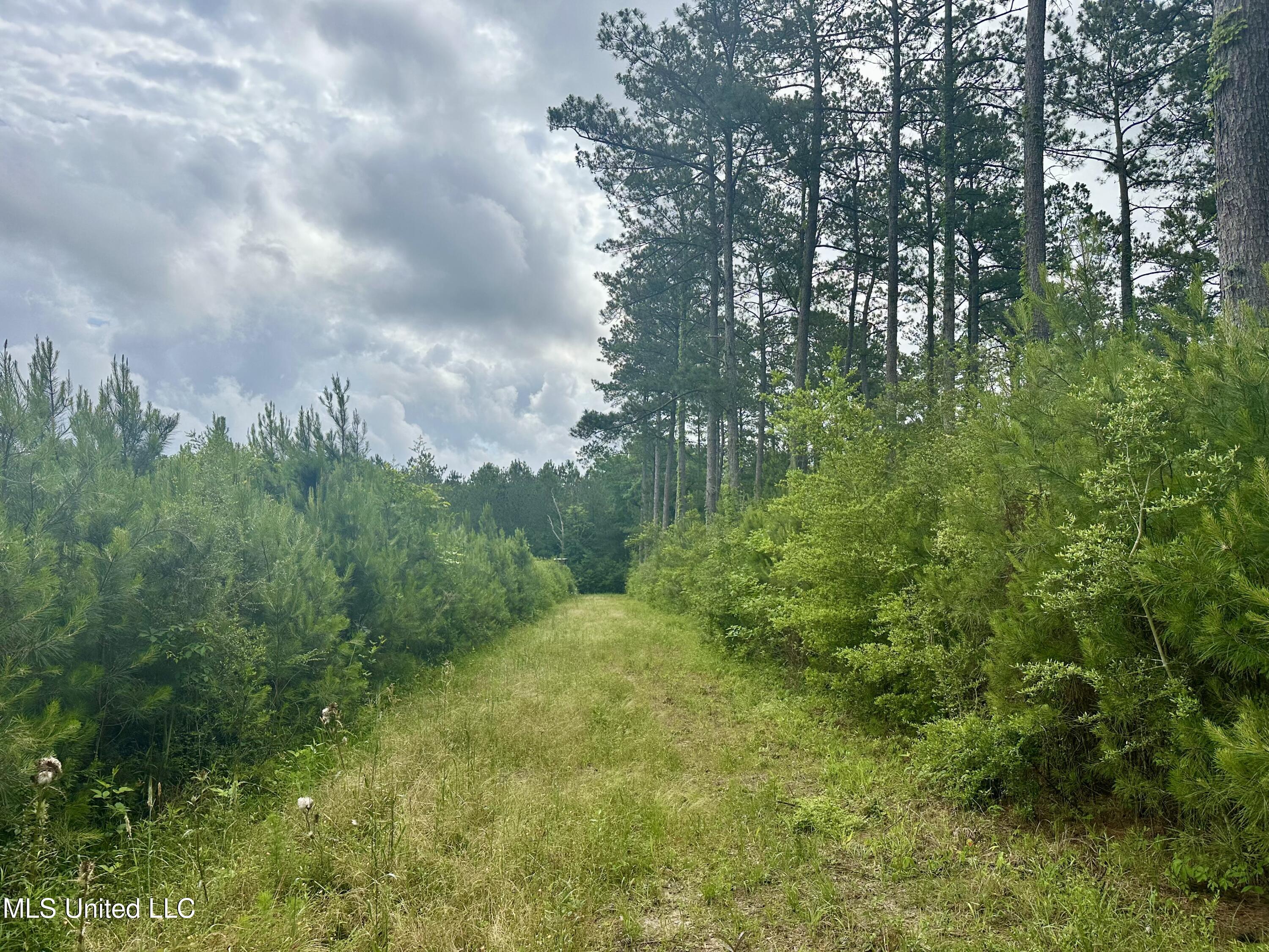 Old Stateline Rd, Tylertown, Mississippi image 7