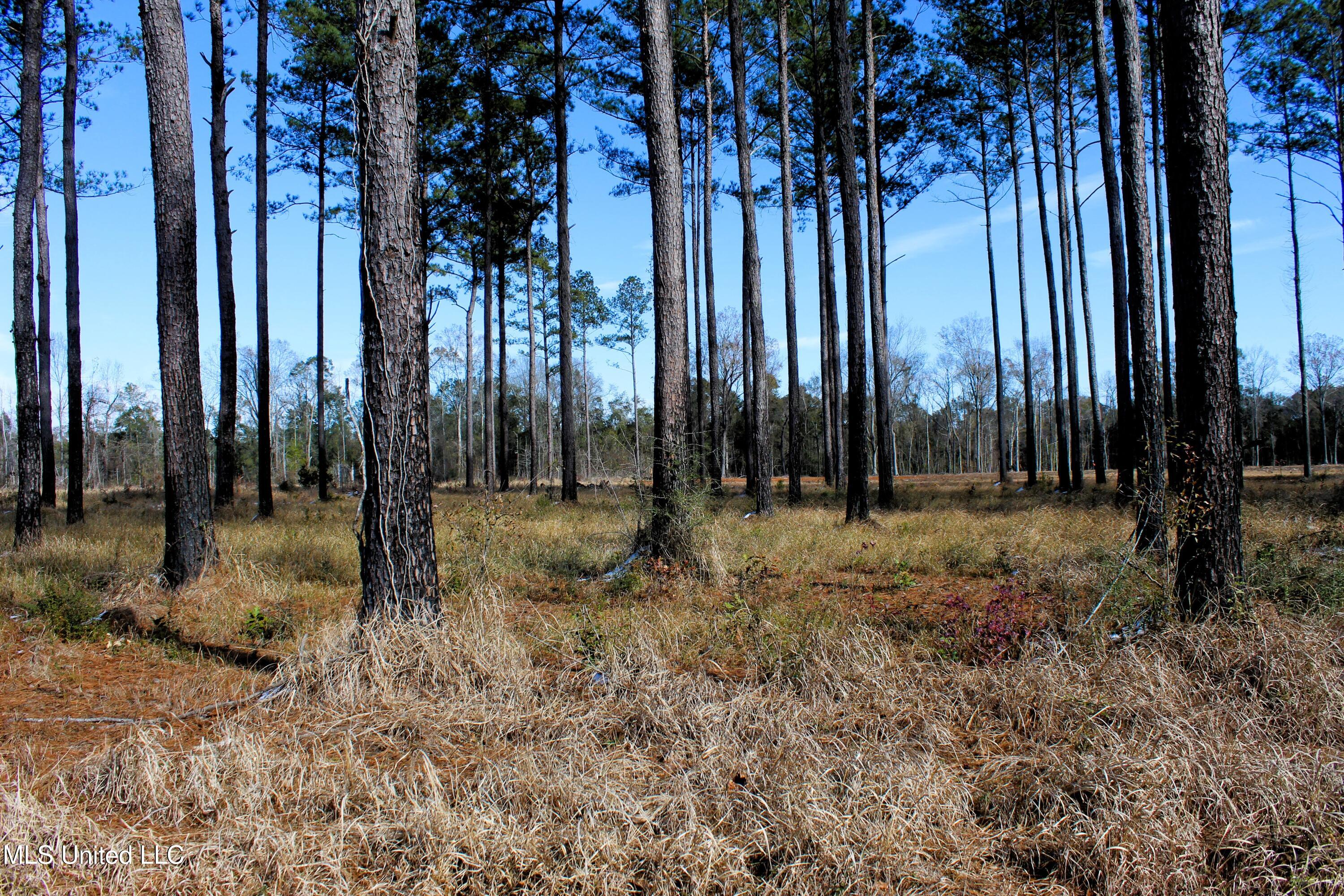 6.4 Acres Basin Central Road, Lucedale, Mississippi image 1