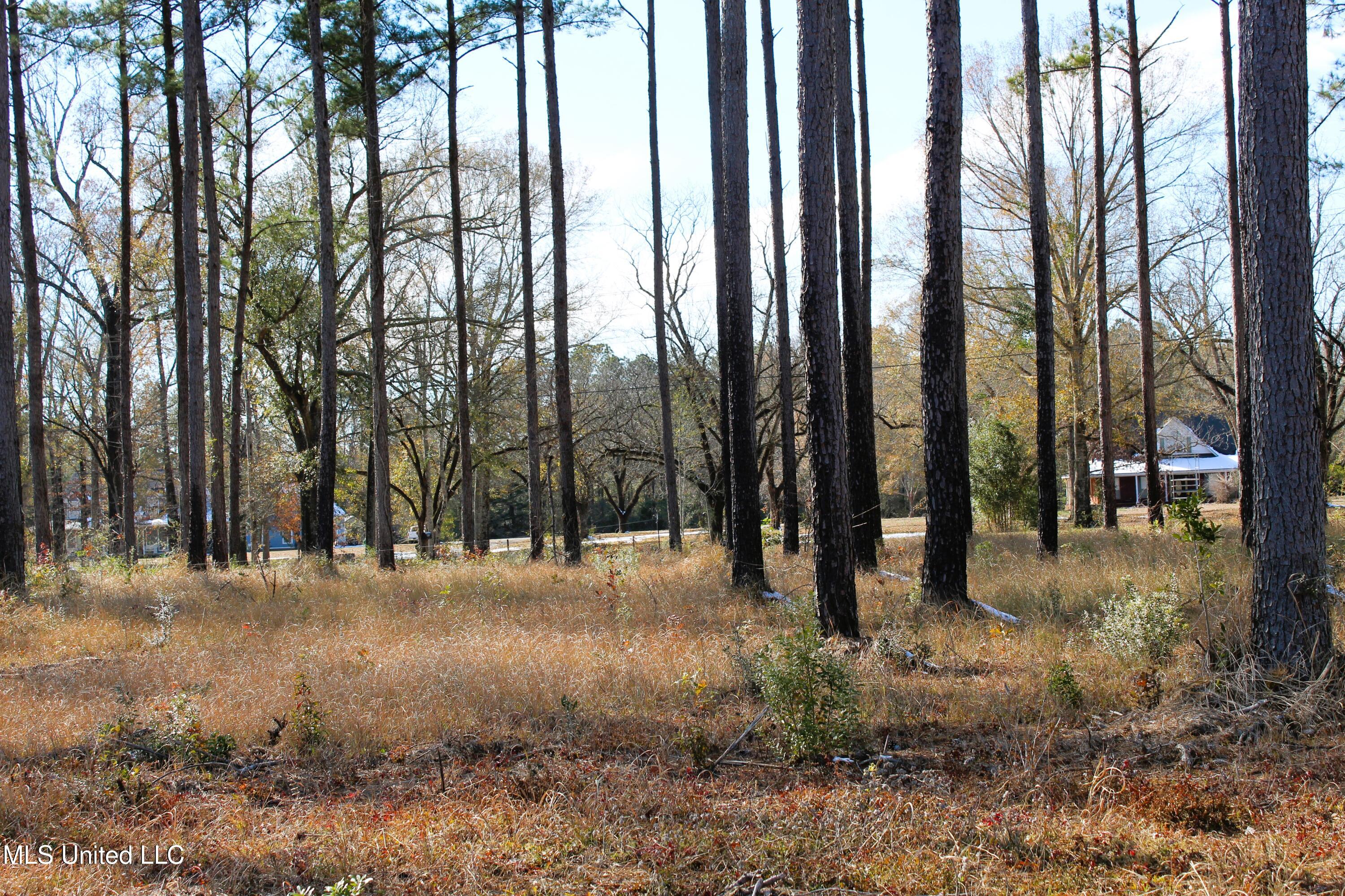 6.4 Acres Basin Central Road, Lucedale, Mississippi image 6