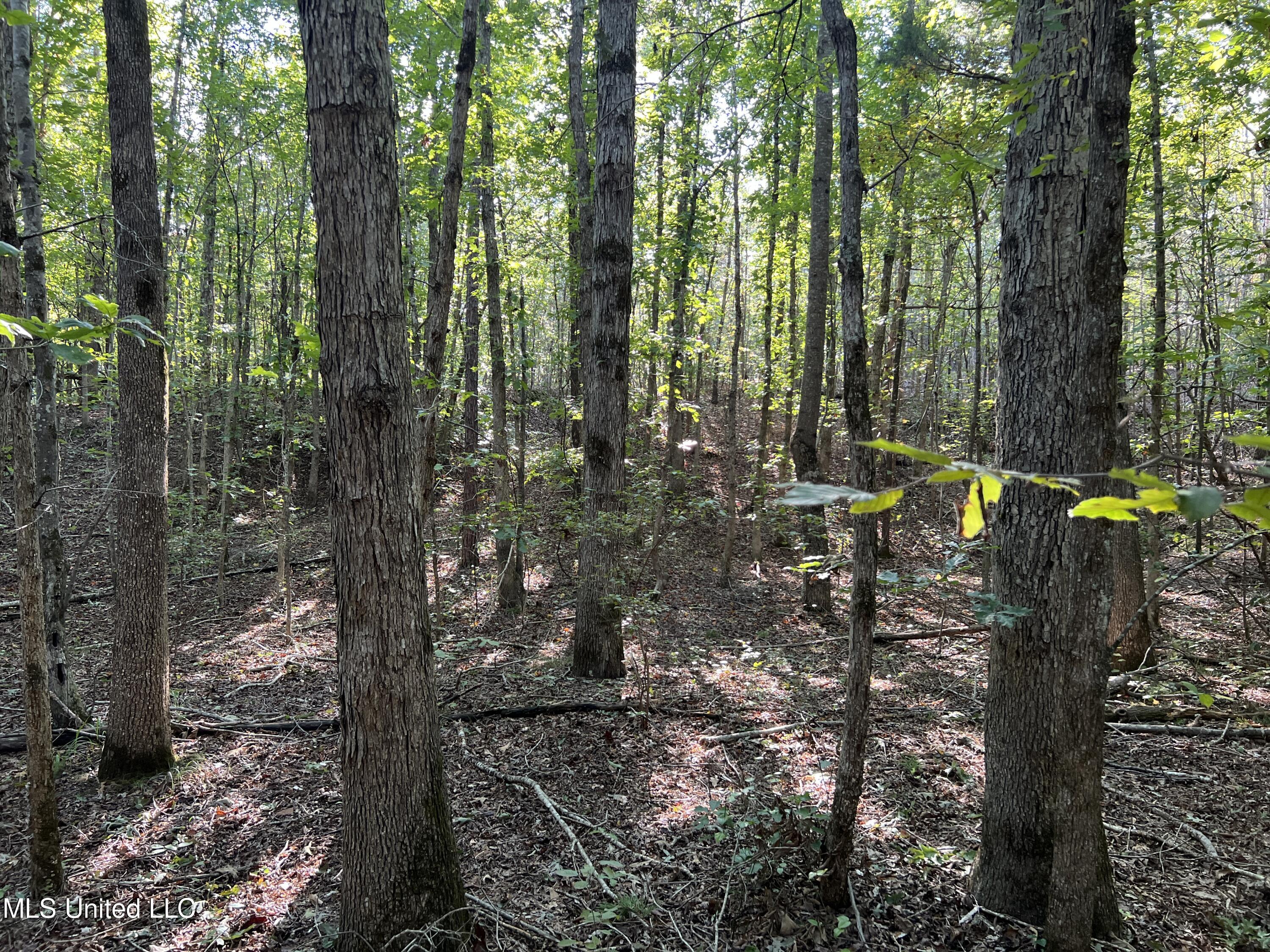 Chapman Road, Falkner, Mississippi image 3