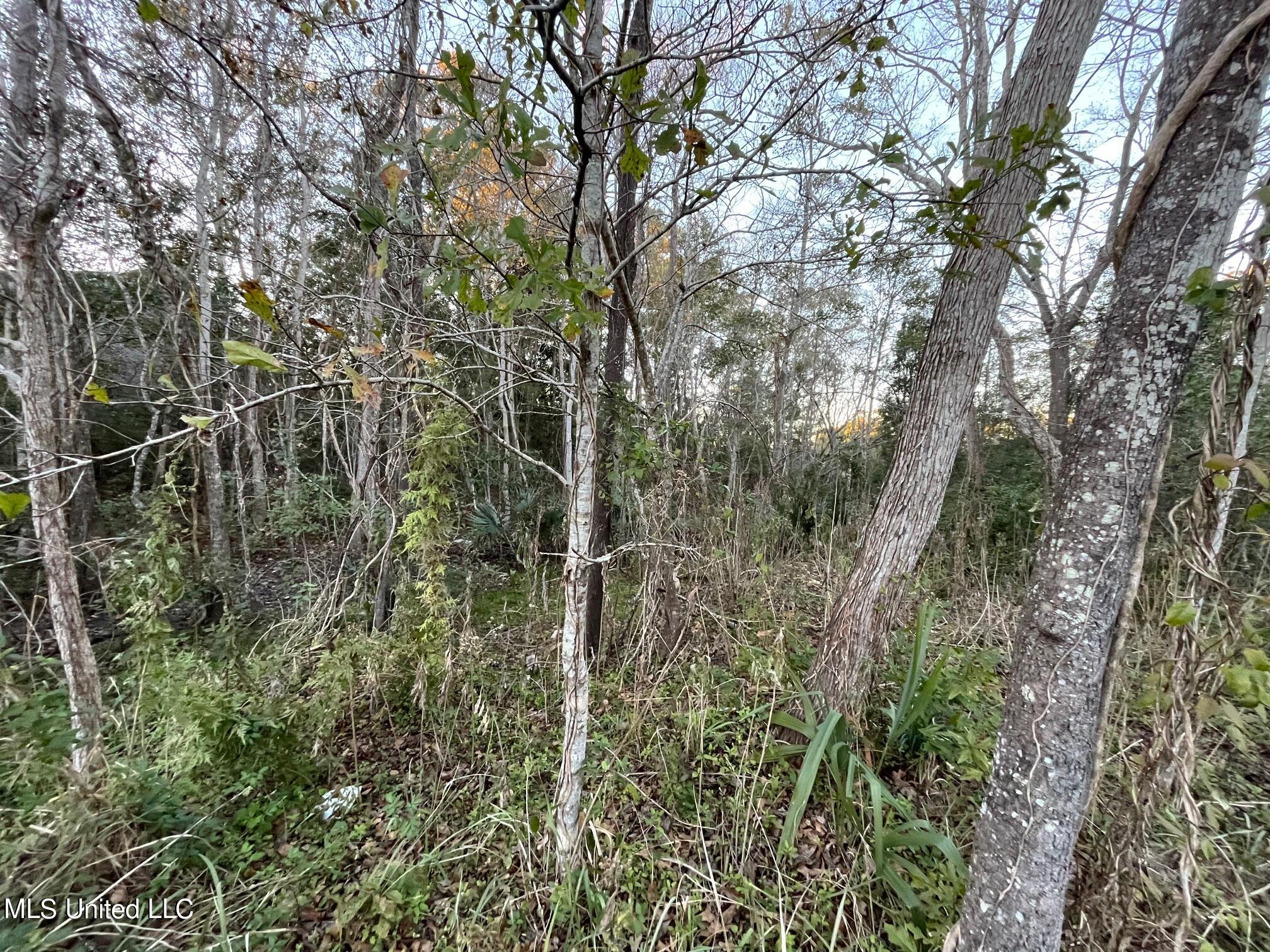 Graveline Road, Gautier, Mississippi image 3