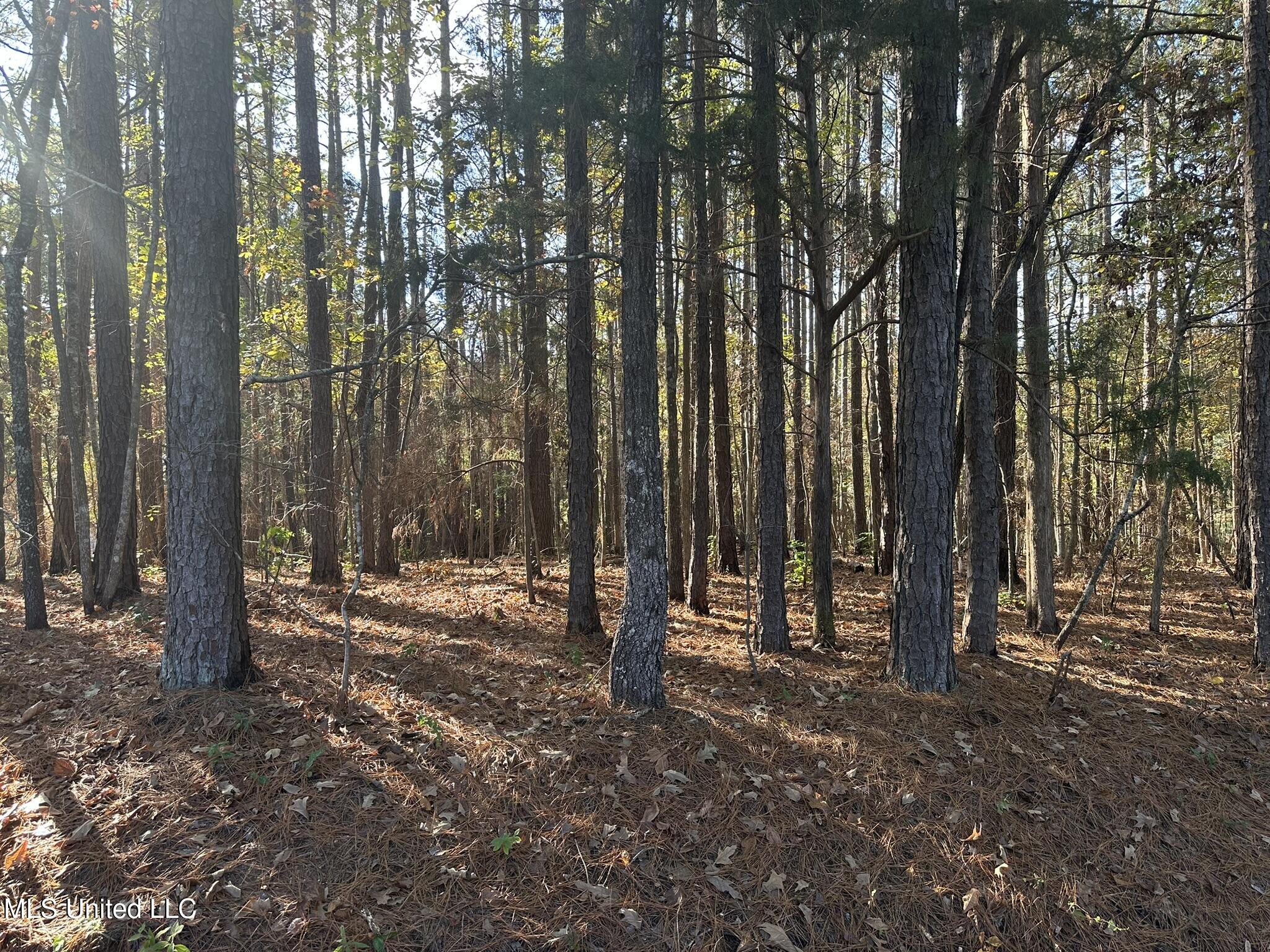 Bones Rd Road, Florence, Mississippi image 1