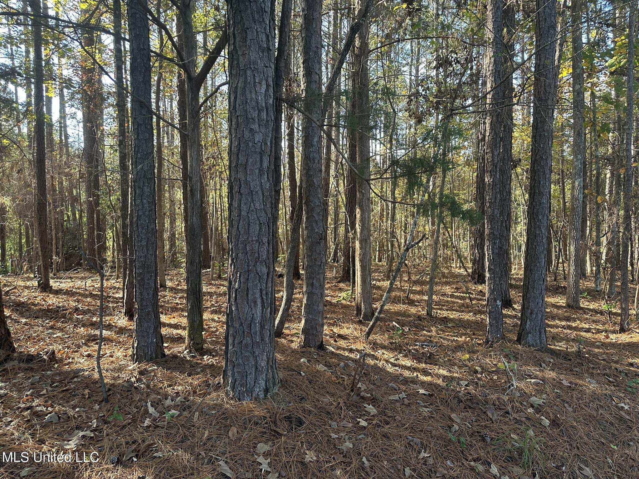 Bones Rd Road, Florence, Mississippi image 2