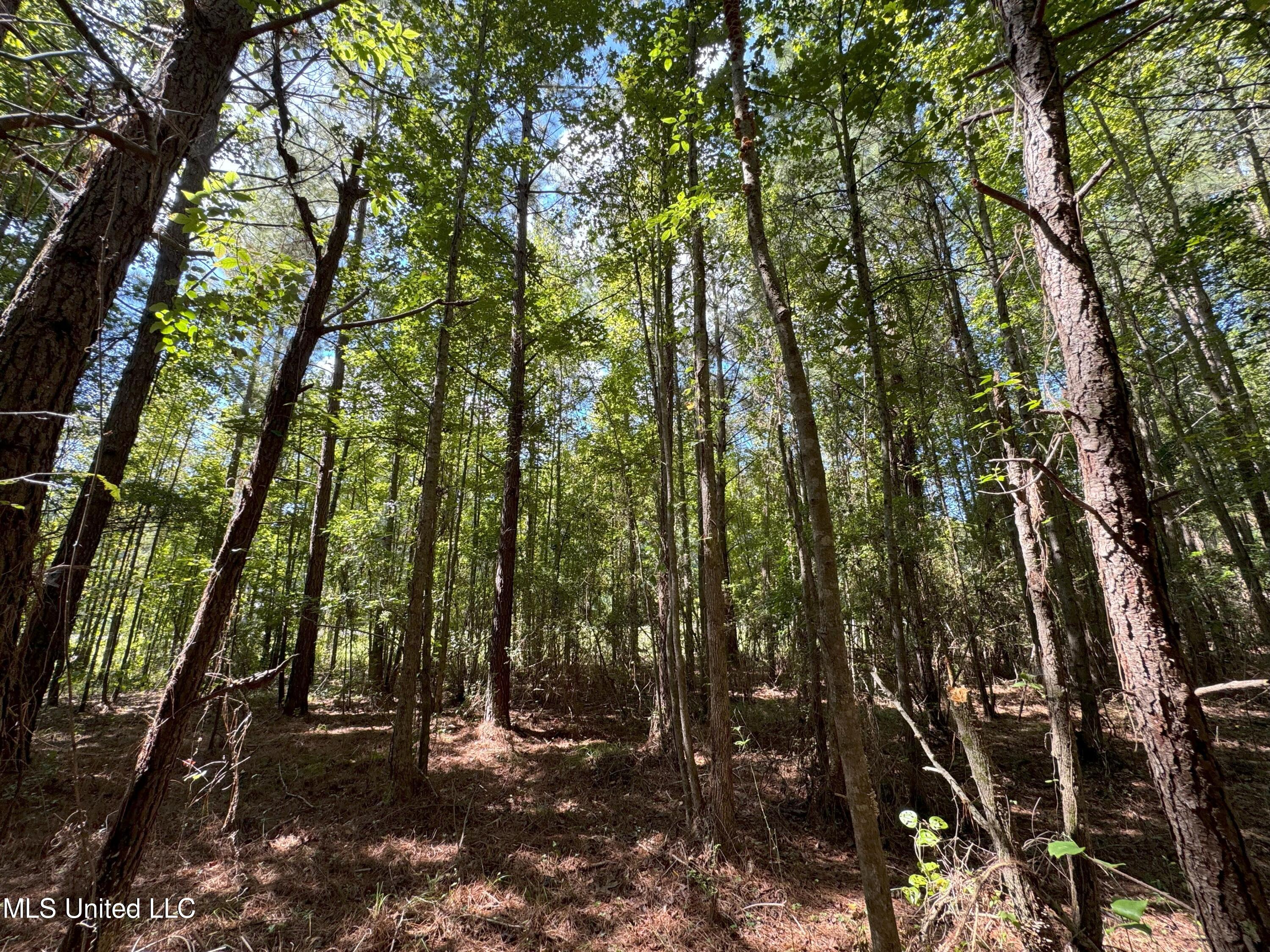 Ms-18 Highway, Rose Hill, Mississippi image 8