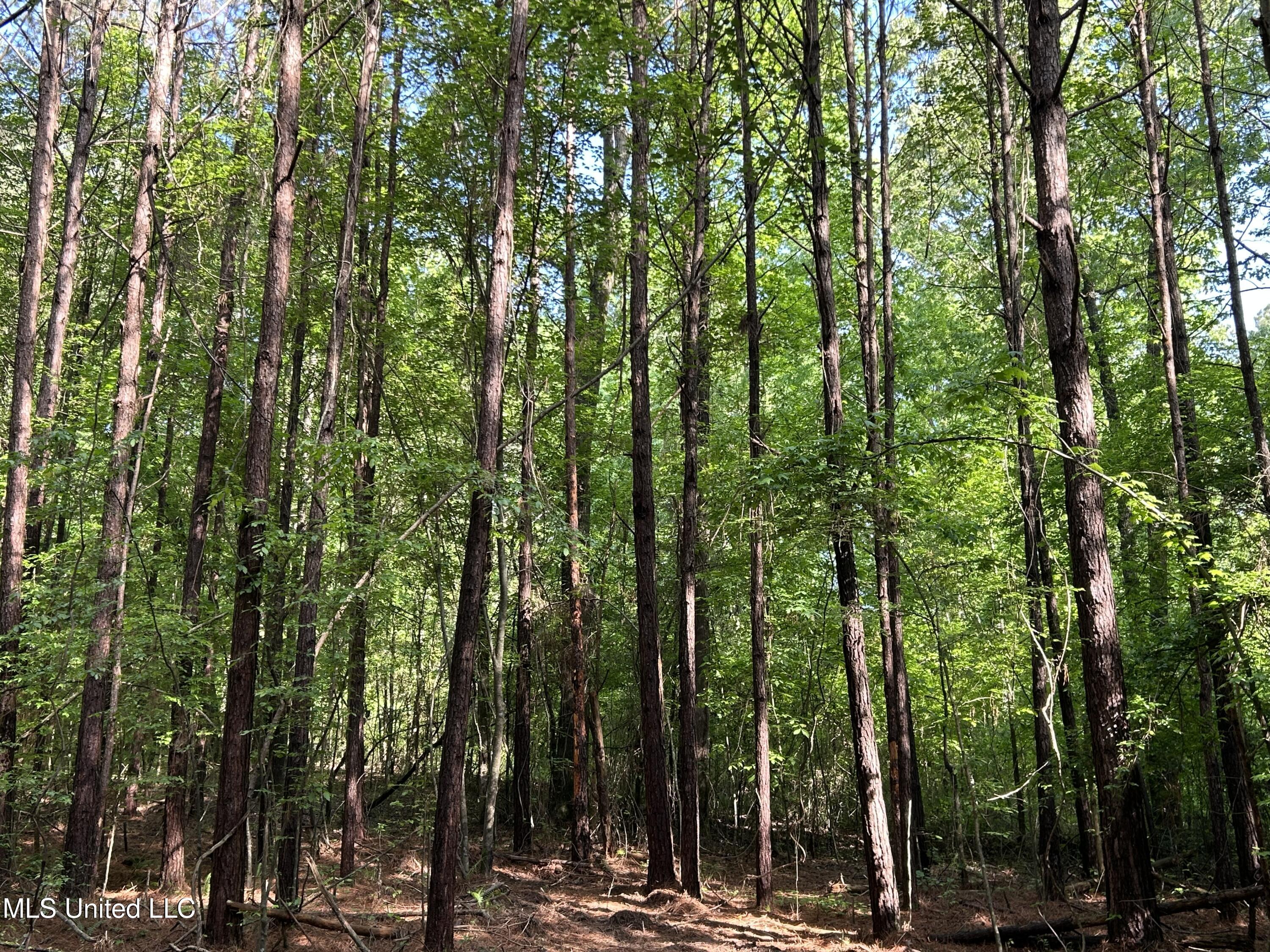 3330 County Road 422, Ethel, Mississippi image 11