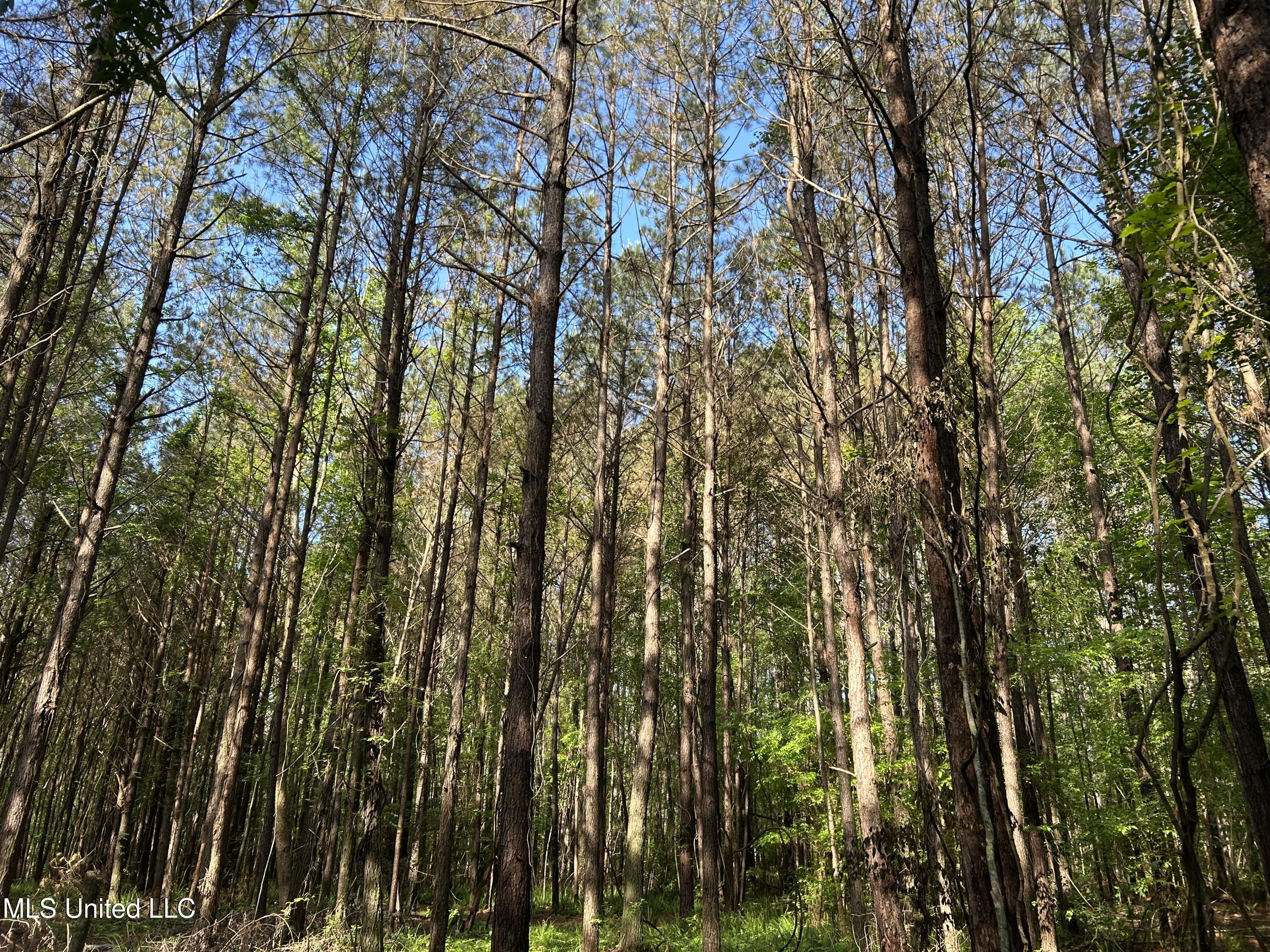 3330 County Road 422, Ethel, Mississippi image 9