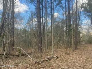 Turkey Creek Road, Natchez, Mississippi image 10