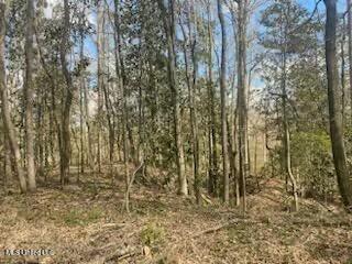 Turkey Creek Road, Natchez, Mississippi image 8