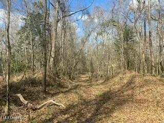 Turkey Creek Road, Natchez, Mississippi image 5