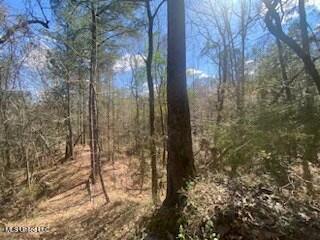 Turkey Creek Road, Natchez, Mississippi image 21