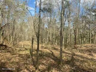 Turkey Creek Road, Natchez, Mississippi image 7