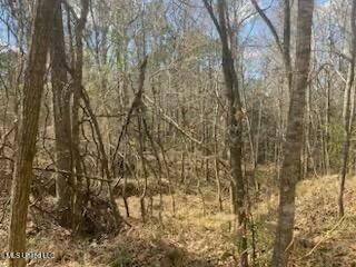 Turkey Creek Road, Natchez, Mississippi image 4