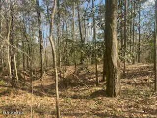 Turkey Creek Road, Natchez, Mississippi image 9