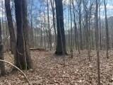 Turkey Creek Road, Natchez, Mississippi image 1