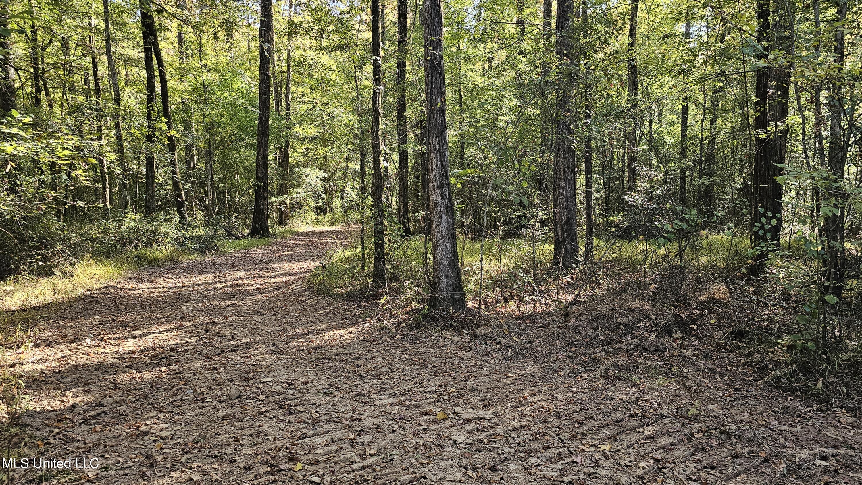 Highway 35, Vaiden, Mississippi image 1