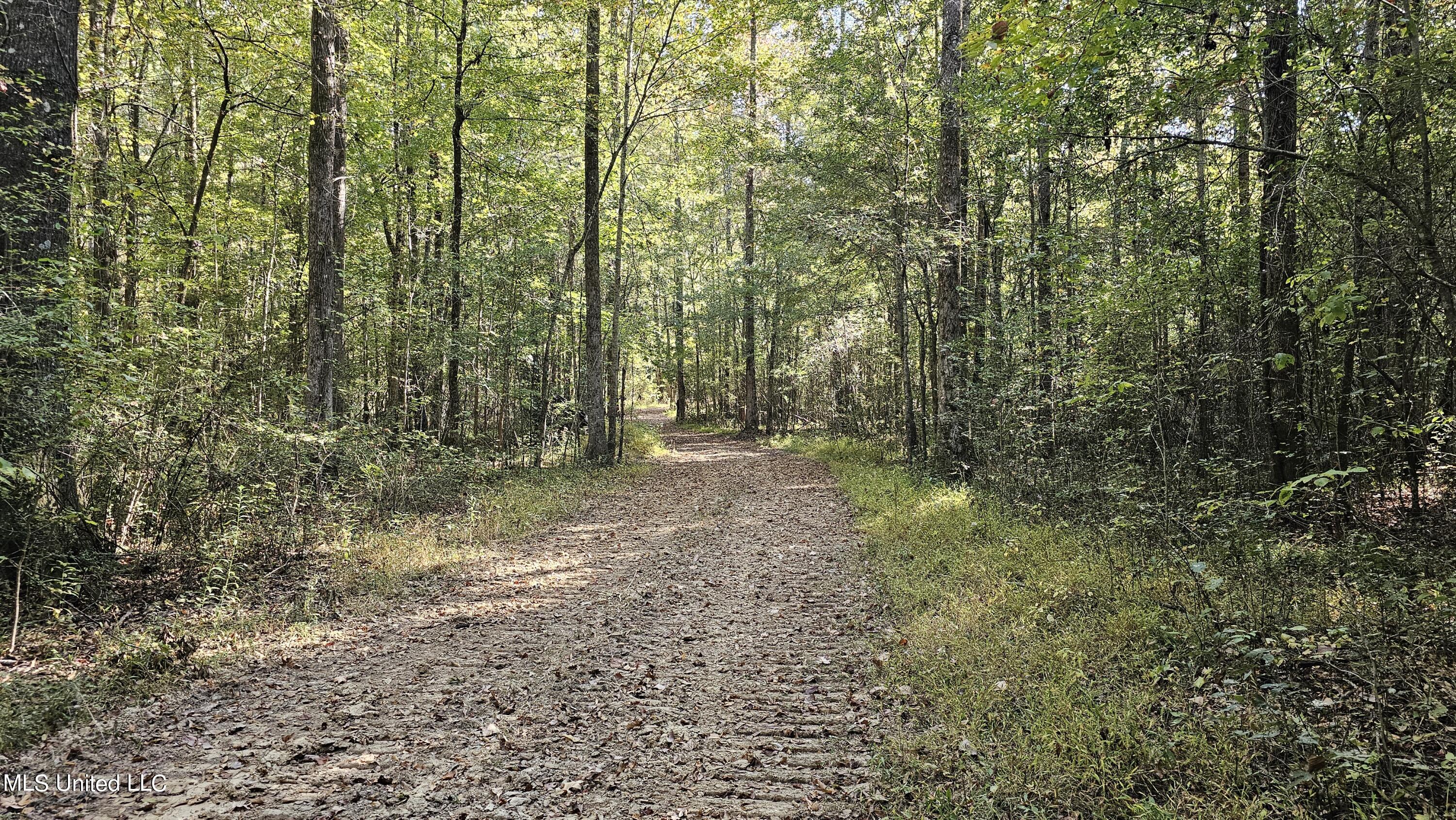 Highway 35, Vaiden, Mississippi image 7