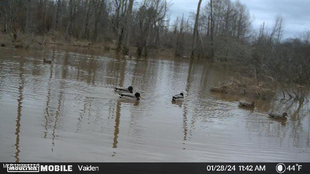 Highway 35, Vaiden, Mississippi image 15