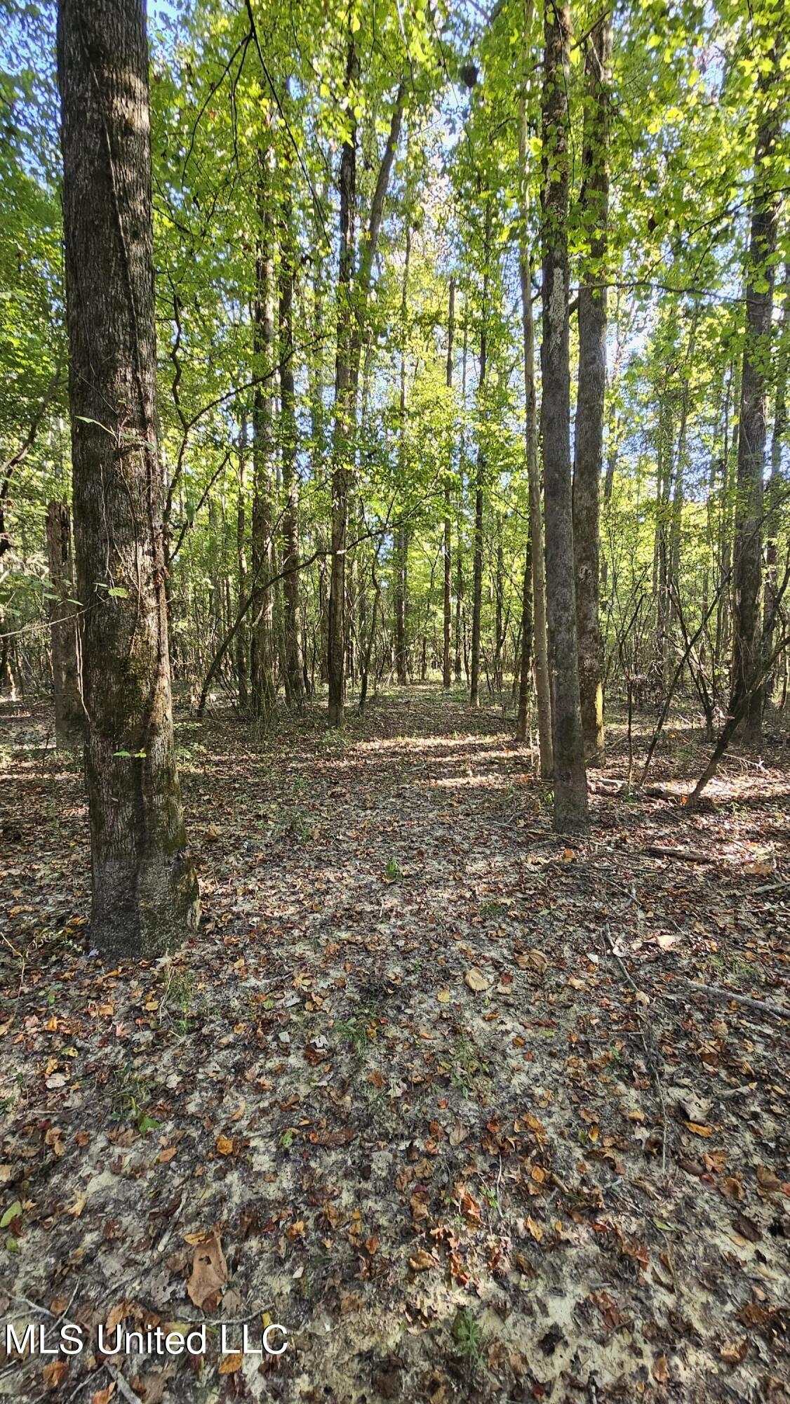 Highway 35, Vaiden, Mississippi image 6