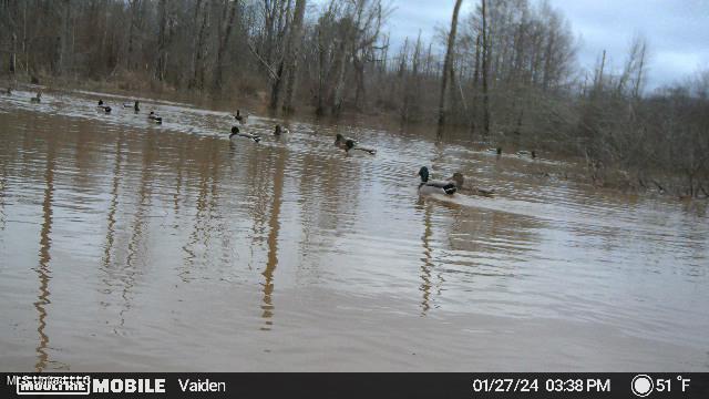 Highway 35, Vaiden, Mississippi image 13