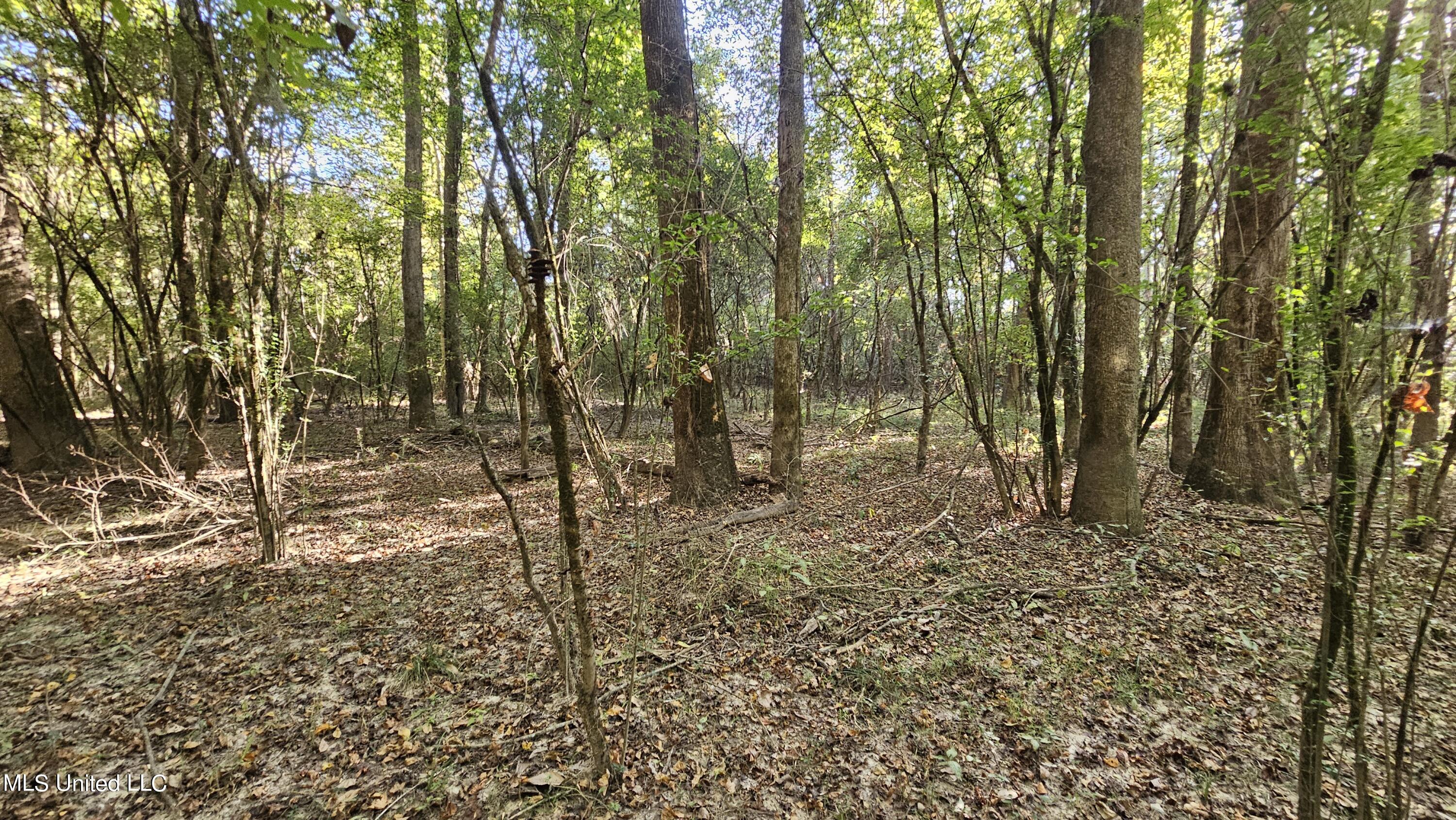 Highway 35, Vaiden, Mississippi image 40